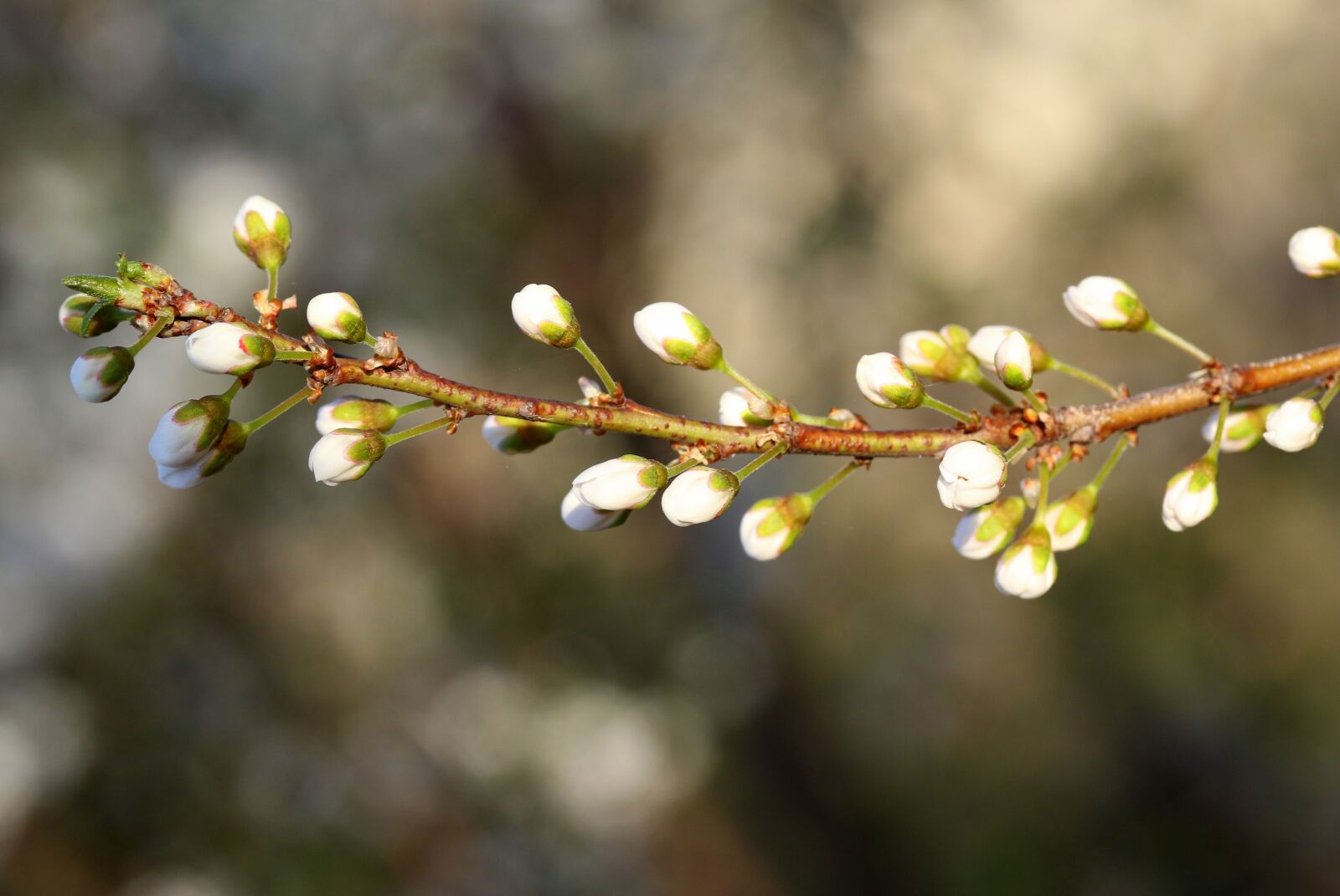Canon EF-S 60mm F2.8 Macro USM sample photo. Flowers, freshman, casey photography