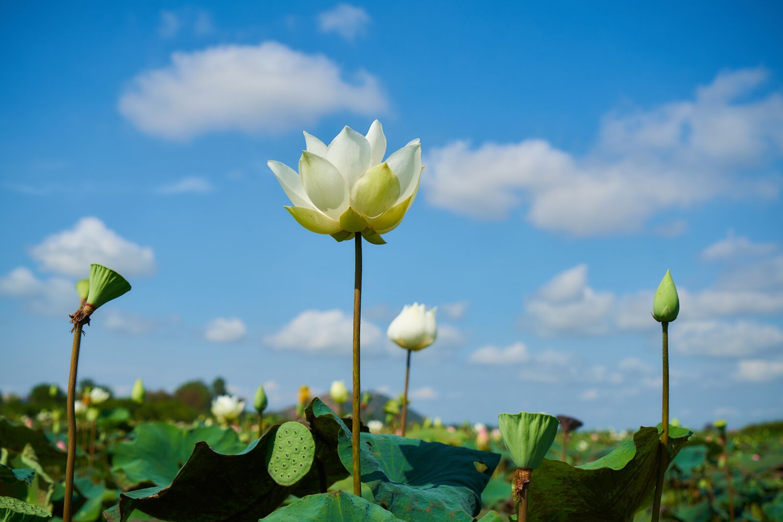 Sony a7R II sample photo. Lotus, flower, beauty photography