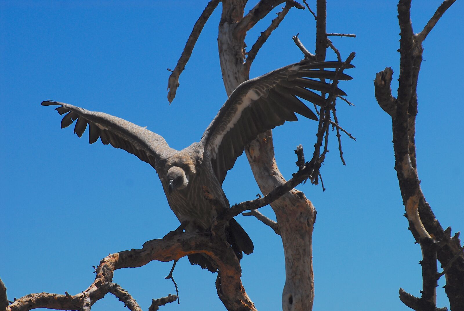Nikon D200 sample photo. Vulture, namibia, wildlife photography