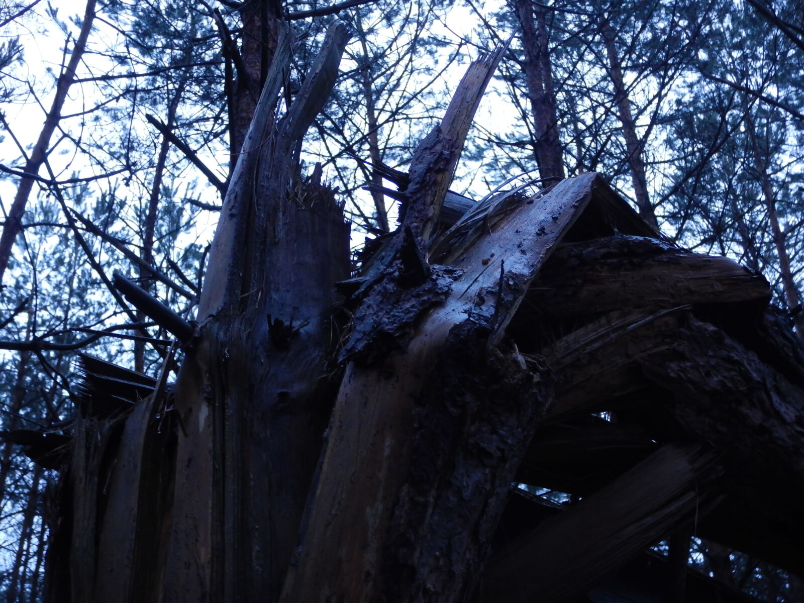 Nikon Coolpix AW130 sample photo. Broken, forest, sad, sky photography