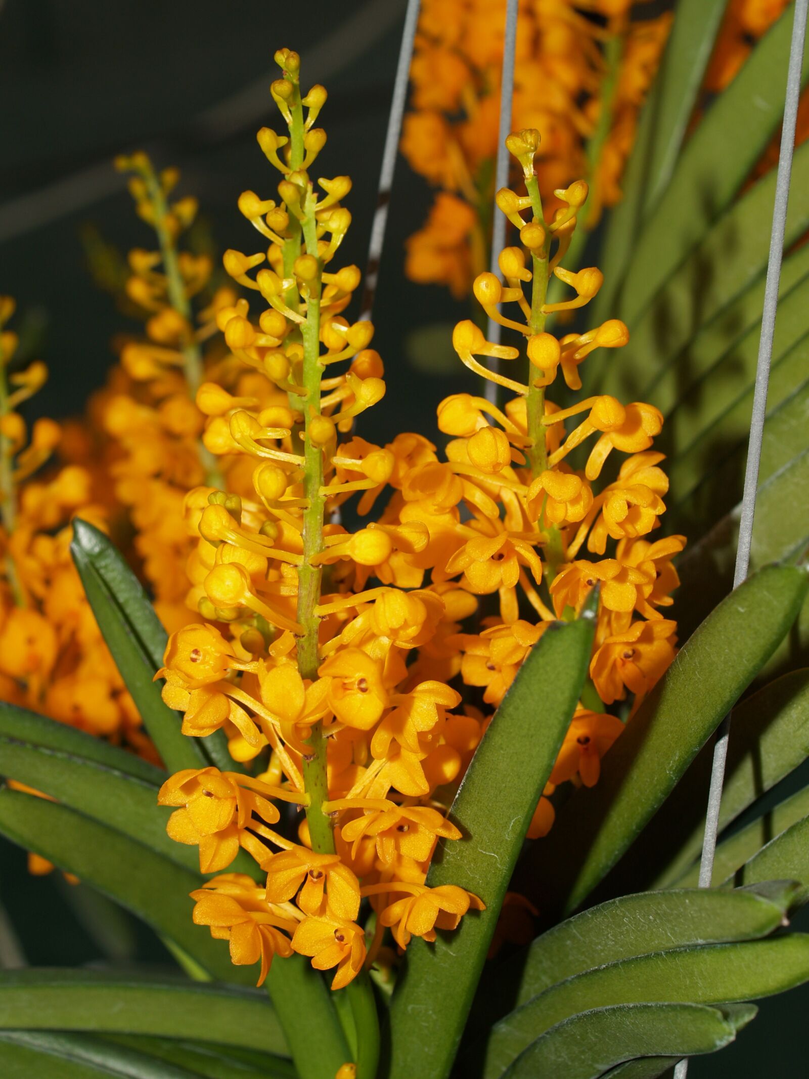 Olympus E-300 (EVOLT E-300) sample photo. Orchid, flower, bright photography