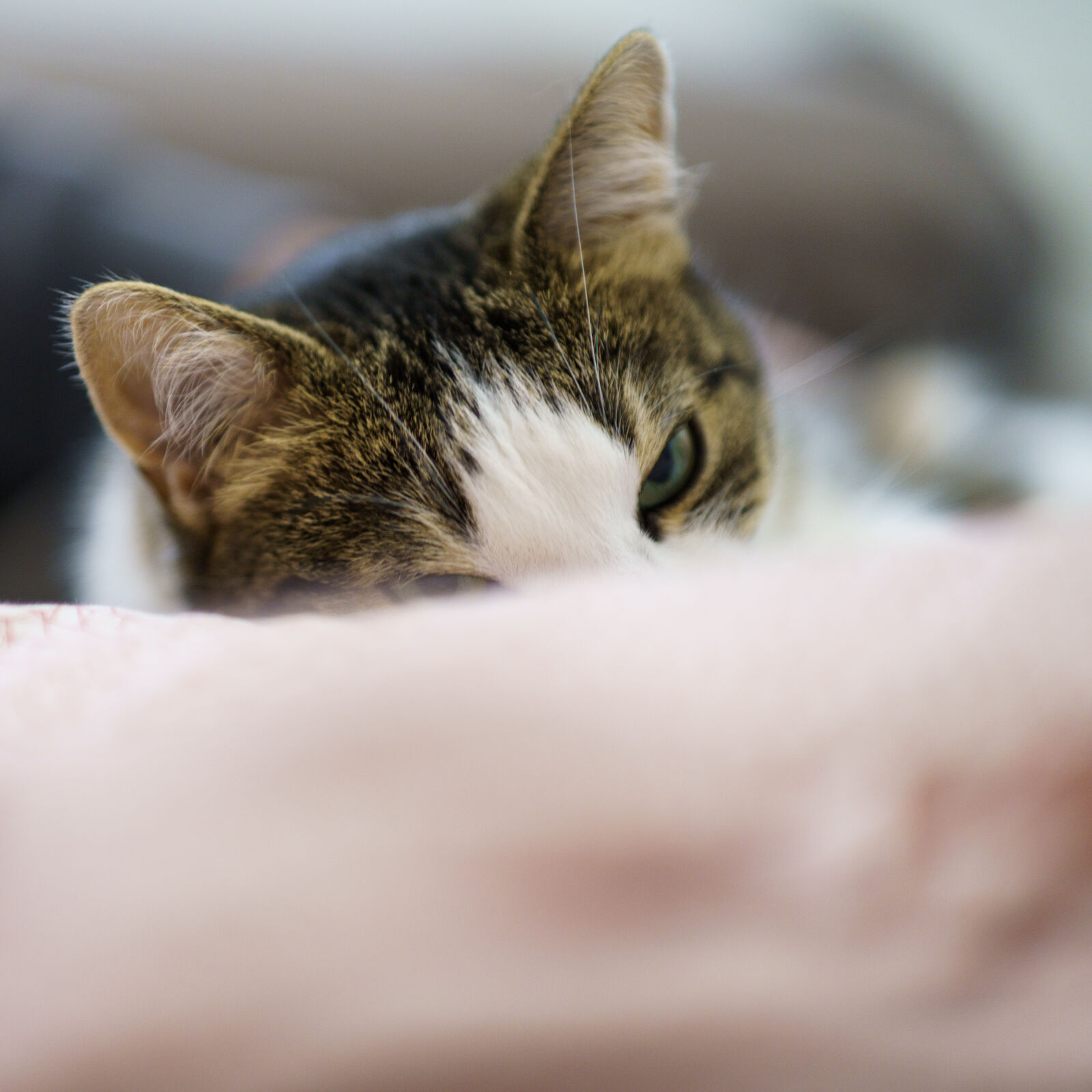 Sony a7R IV sample photo. Interrupted cat photography