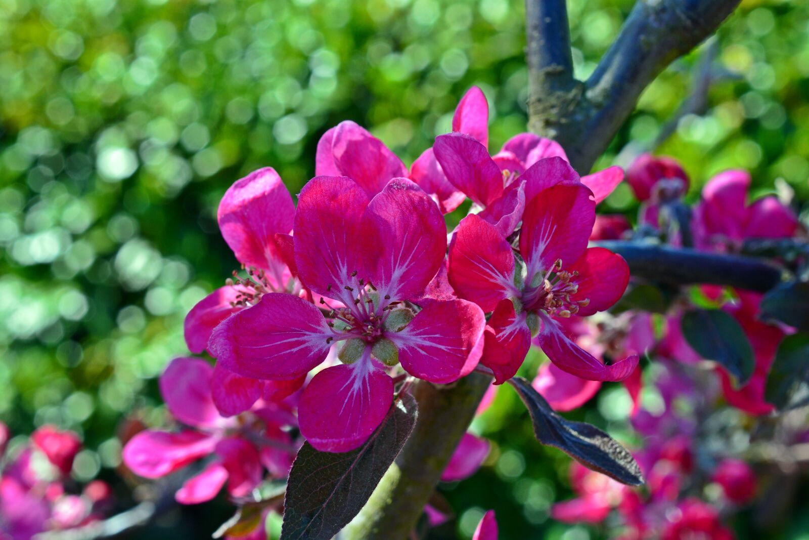 Nikon D5200 sample photo. Apple blossom, fruit tree photography