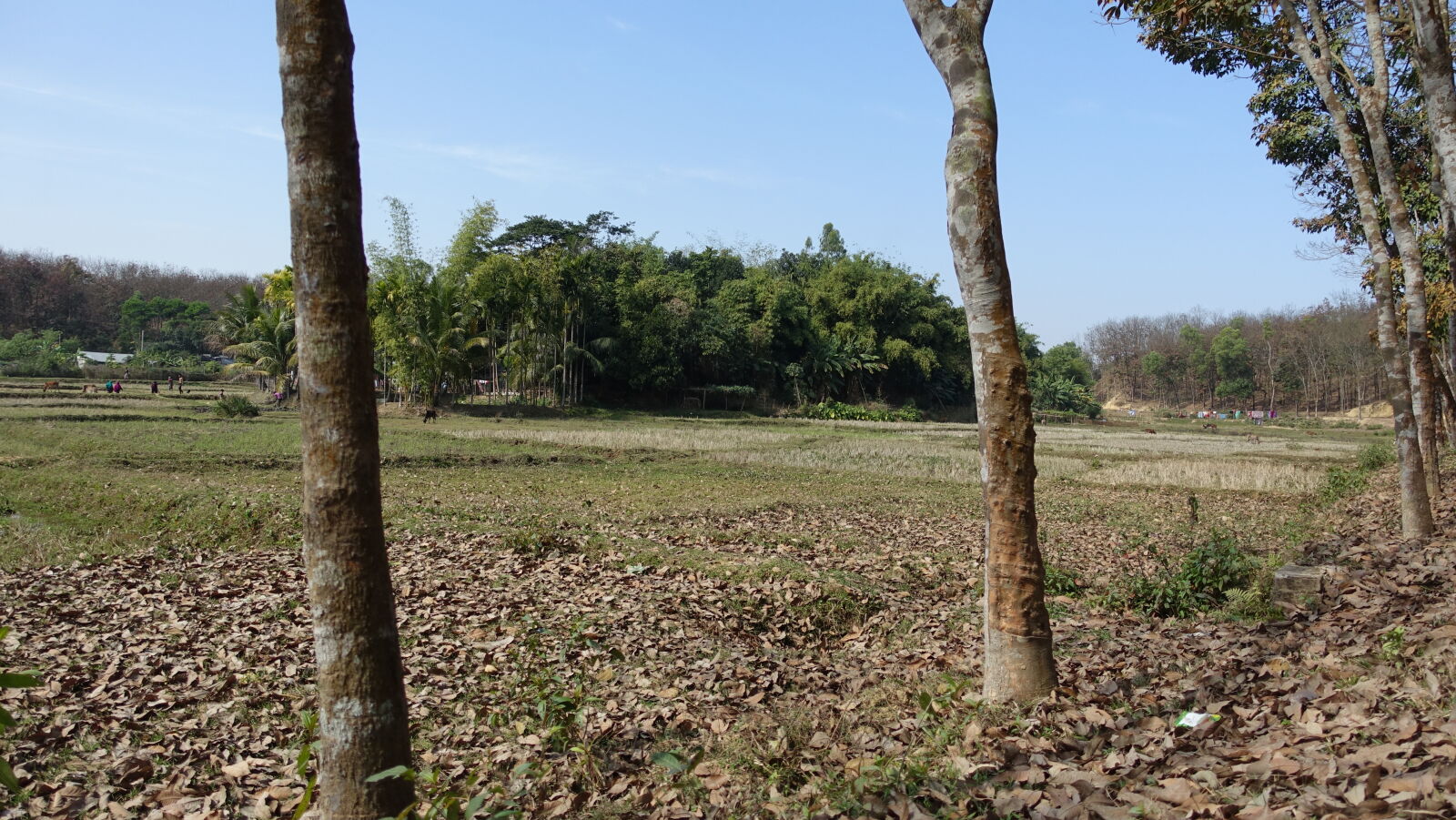 Sony Cyber-shot DSC-RX100 III sample photo. Nature photography