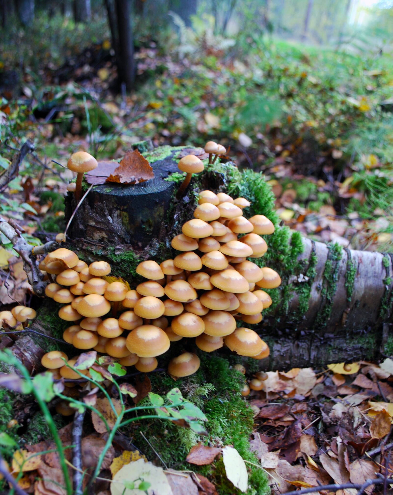 Nikon D60 sample photo. Mushrooms, nature, floor photography