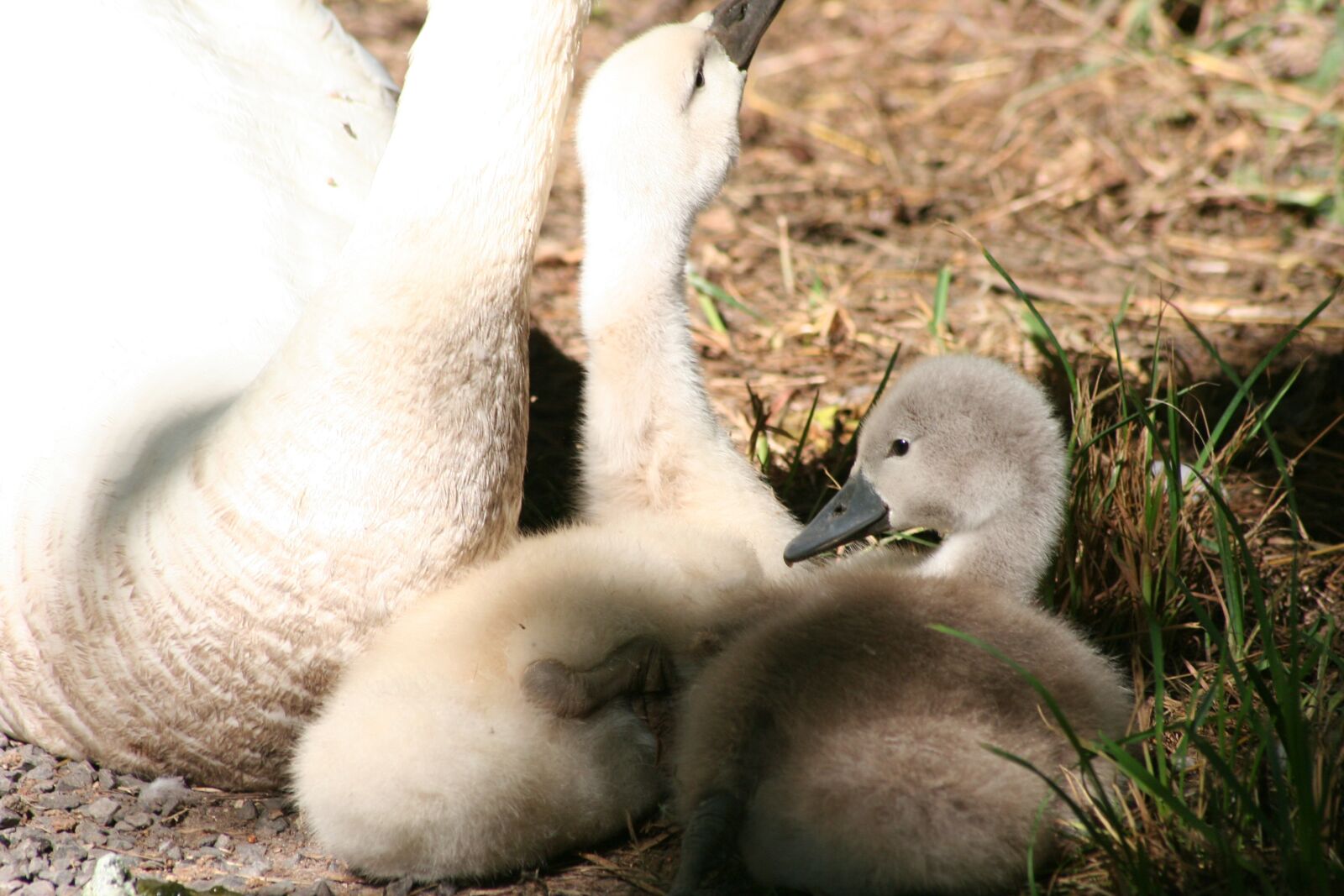 Canon EOS 350D (EOS Digital Rebel XT / EOS Kiss Digital N) sample photo. Swan chicks, chicks, mute photography