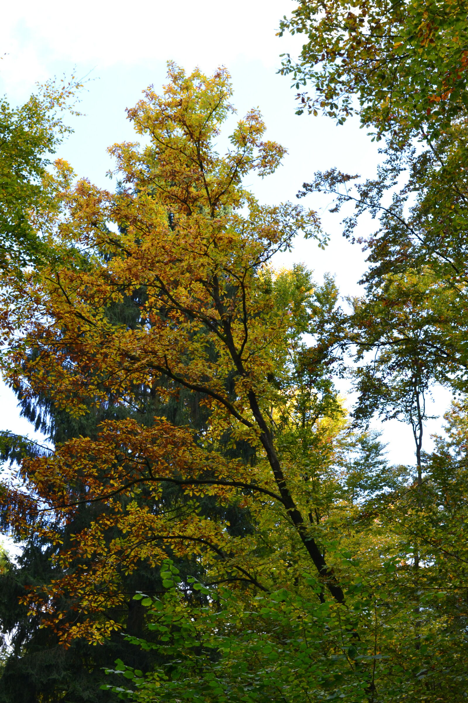 Nikon D3100 sample photo. Autumn, autumn, leaf, autumn photography