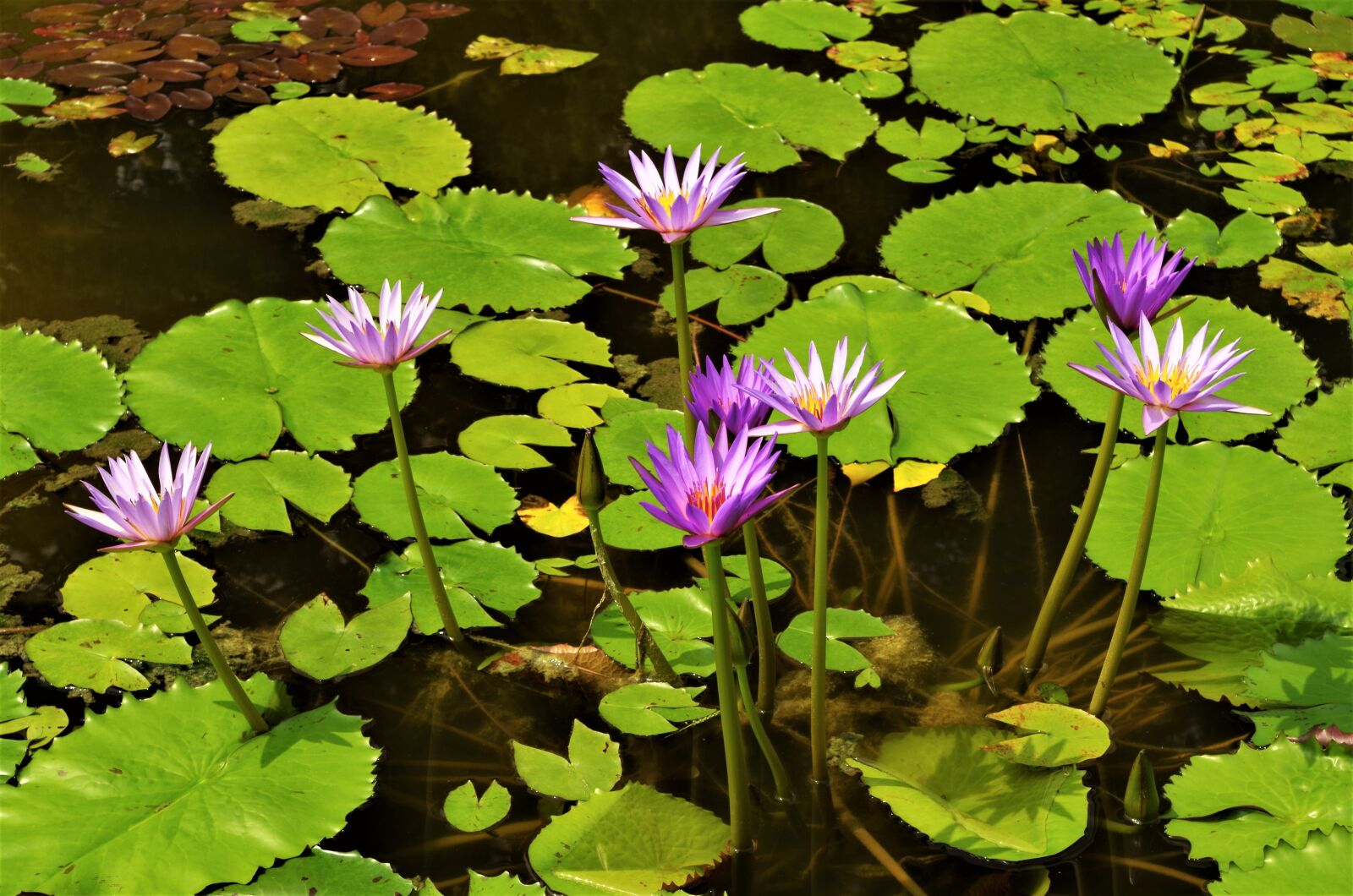 Pentax K-50 sample photo. Flowers, waterlilies, water flowers photography
