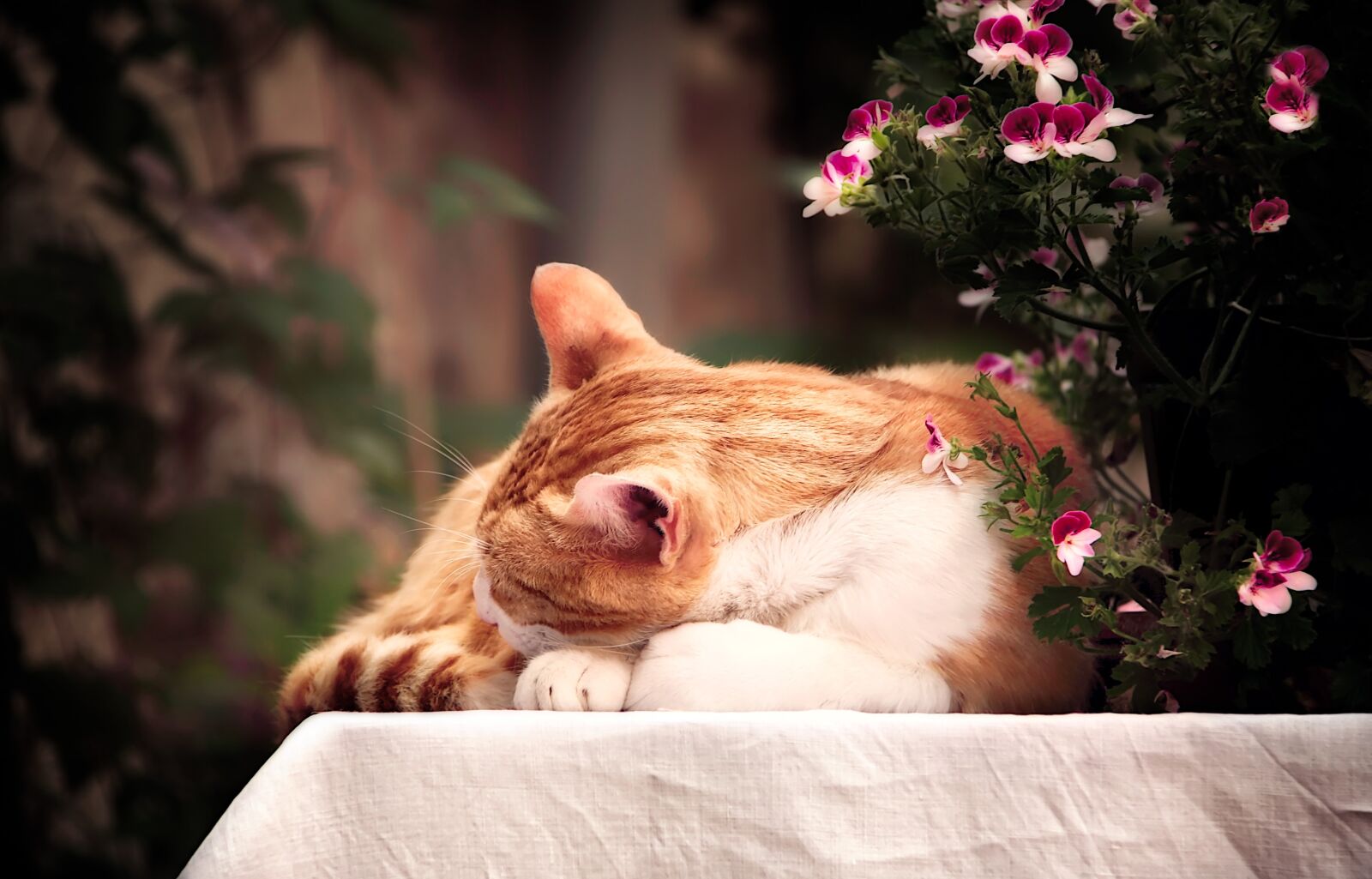 Canon EOS 40D sample photo. Cat, sleep, flowers photography