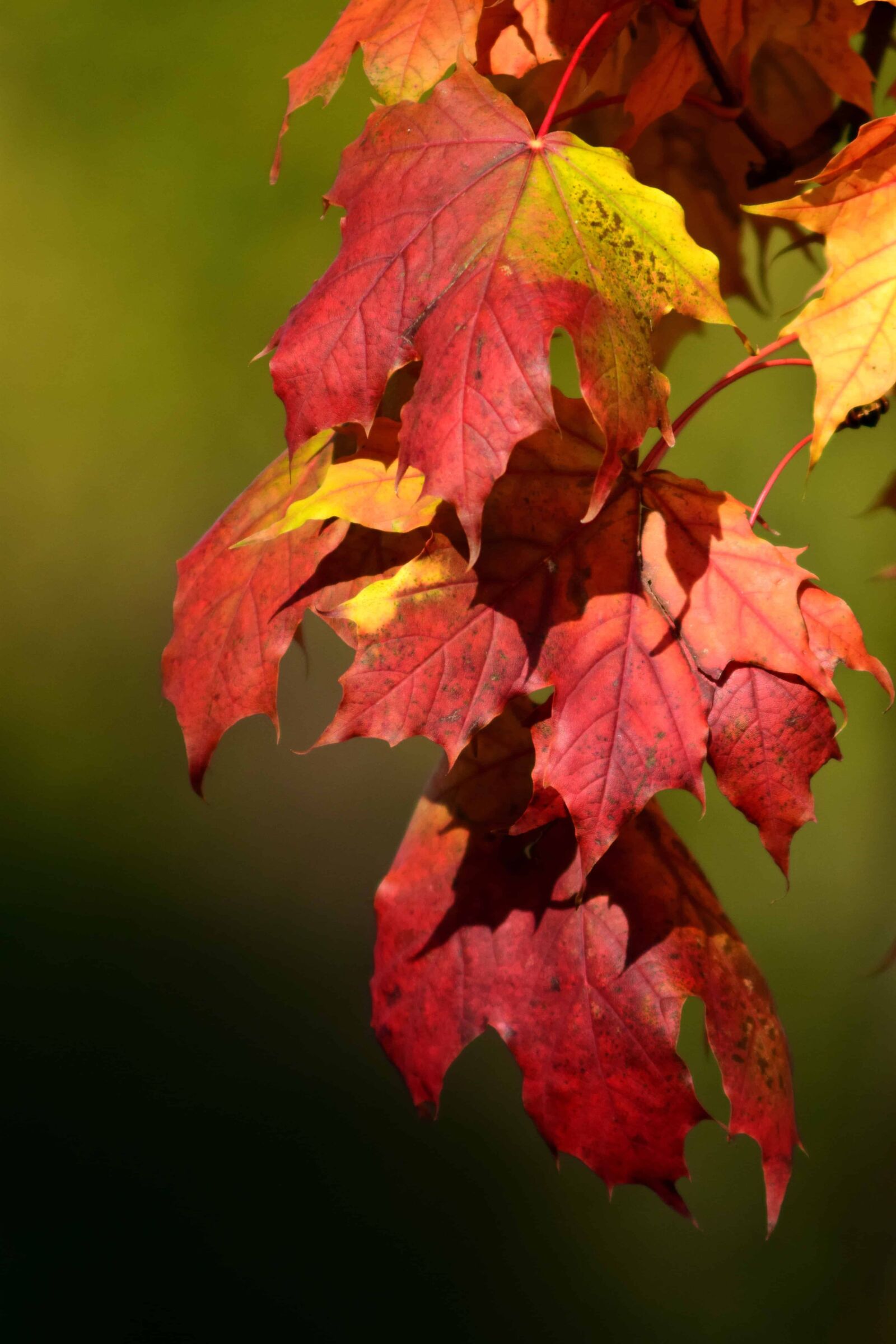 Nikon D3300 sample photo. Leaf, flora, nature, autumn photography