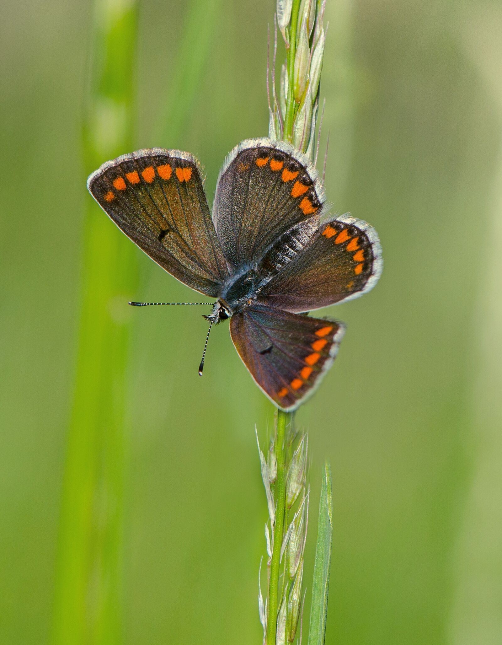 Nikon D5100 sample photo. Butterfly, insects, macro photography