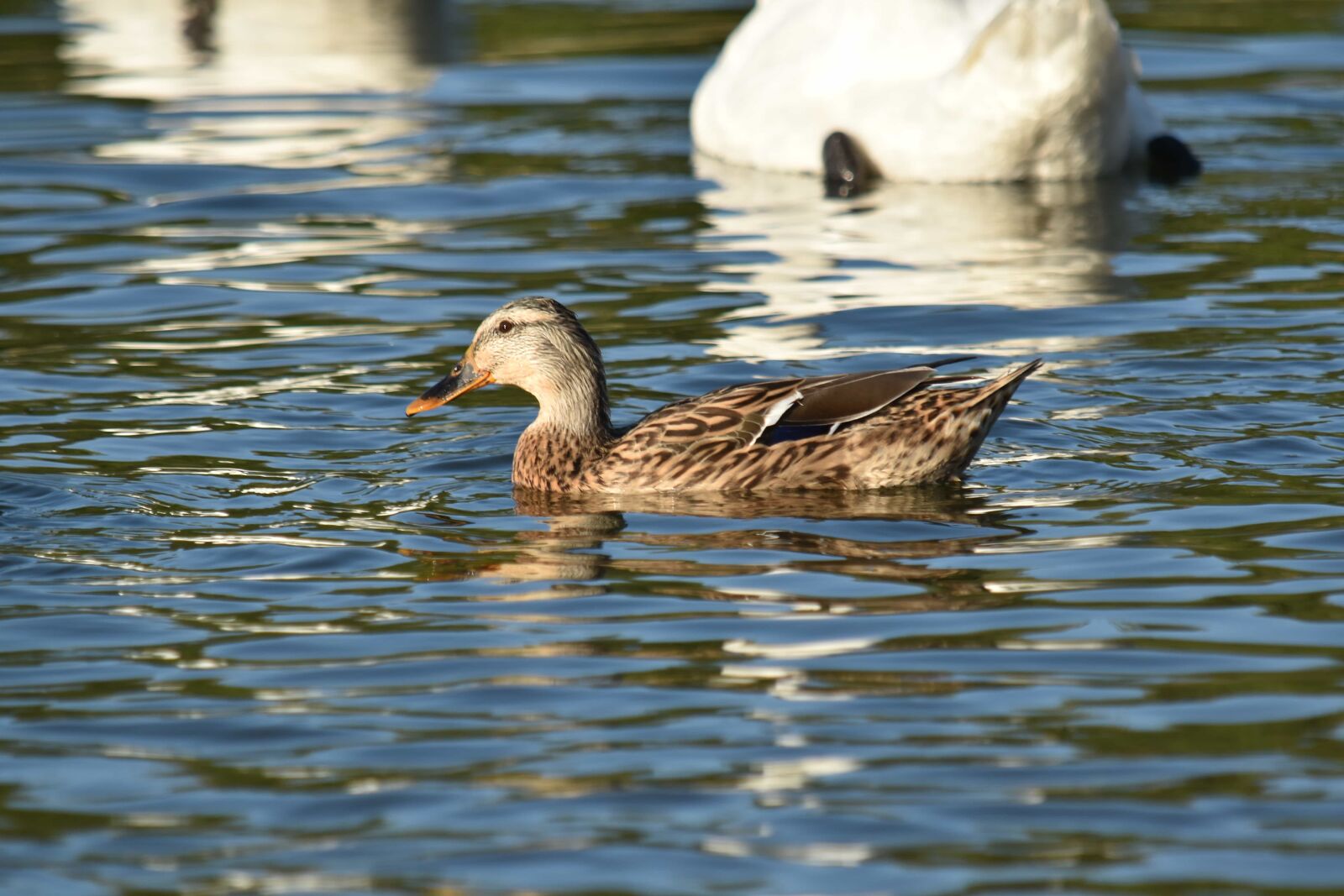 Nikon D5500 sample photo. Duck, nature, reflection, swimming photography