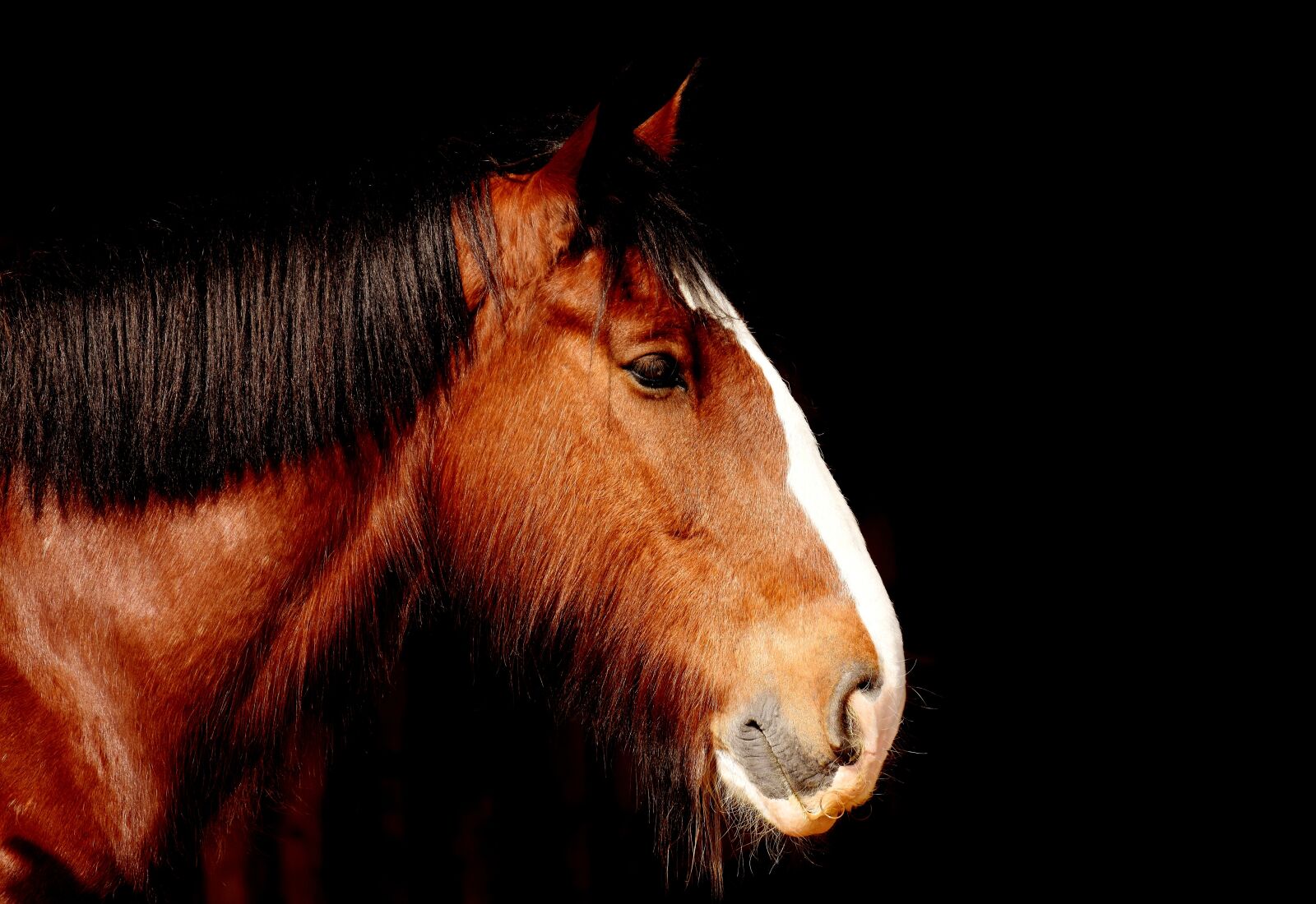 Nikon D7200 sample photo. Shire horse, horse, brown photography