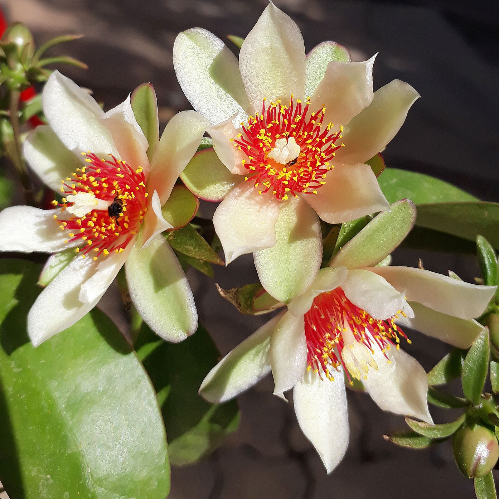 Samsung Galaxy J5 Prime sample photo. Flower, white, flowers photography