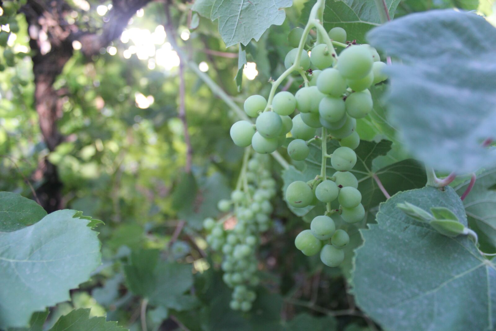 Canon EOS 600D (Rebel EOS T3i / EOS Kiss X5) sample photo. Organic gardening, garden, agriculture photography
