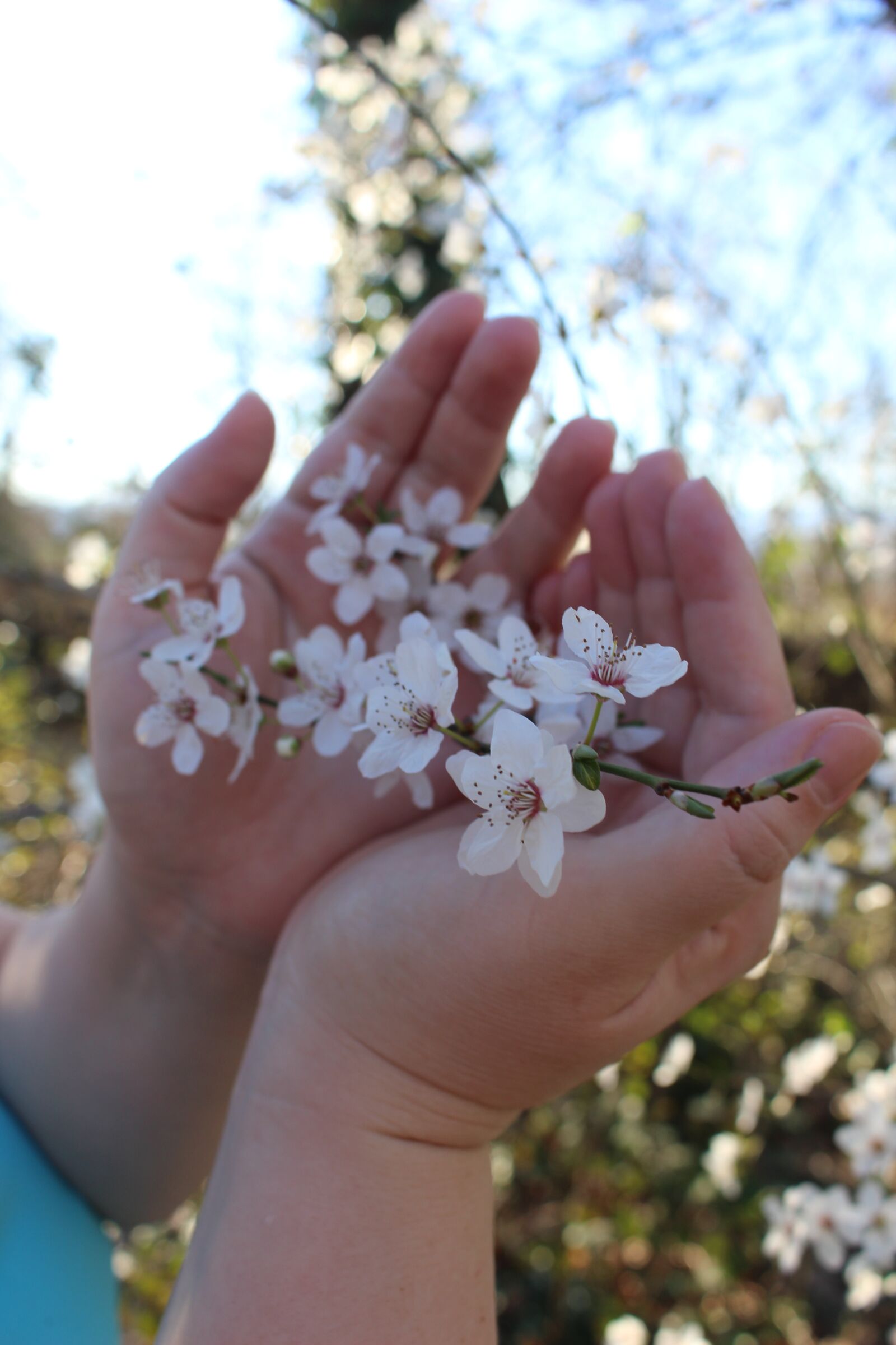 Canon EOS 700D (EOS Rebel T5i / EOS Kiss X7i) sample photo. Flowers, cherry, handschild photography