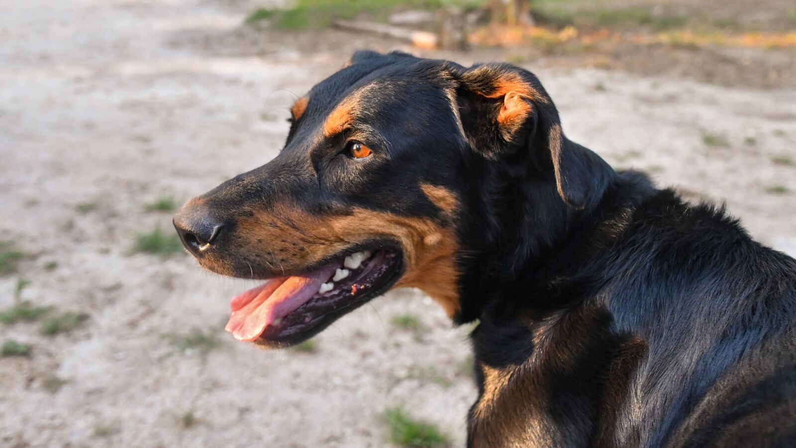 Nikon D500 sample photo. Dog, beauceron, portrait photography