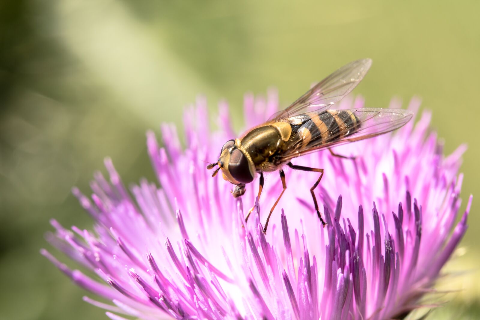 Canon EF-S 60mm F2.8 Macro USM sample photo. Large campestris, syrphus ribesii photography