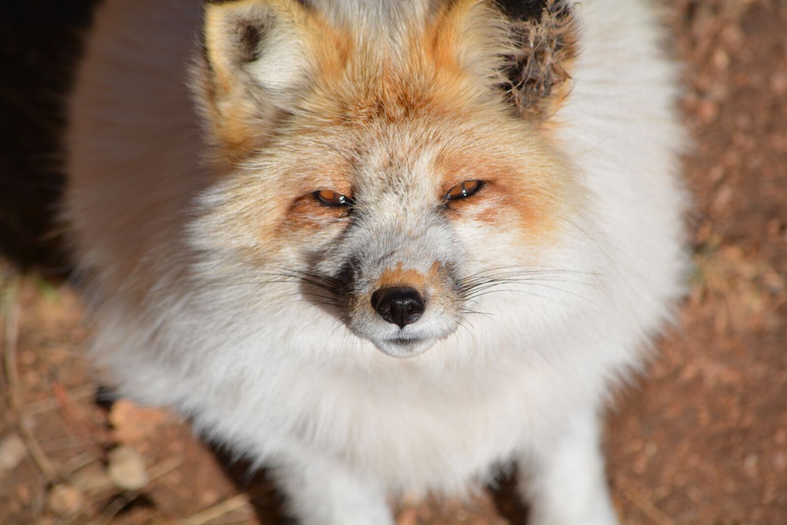 Nikon D7100 sample photo. Fox, white, outside photography