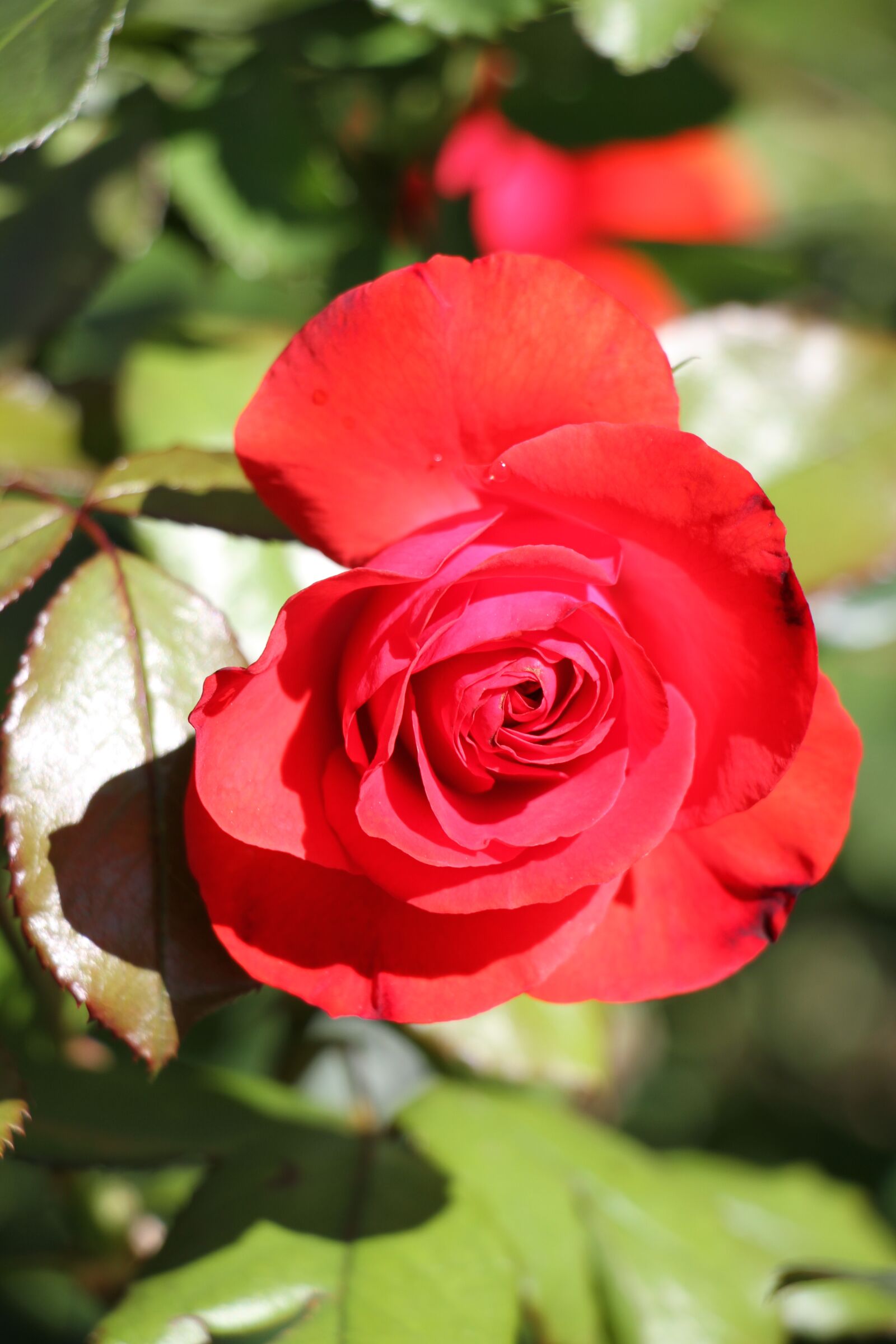 Canon EOS 7D + Canon EF-S 18-135mm F3.5-5.6 IS STM sample photo. Rose, red, red rose photography