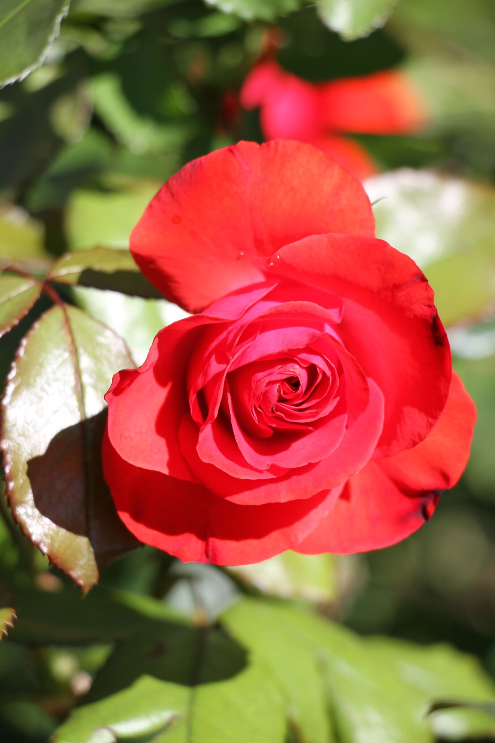 Canon EOS 7D sample photo. Rose, red, red rose photography