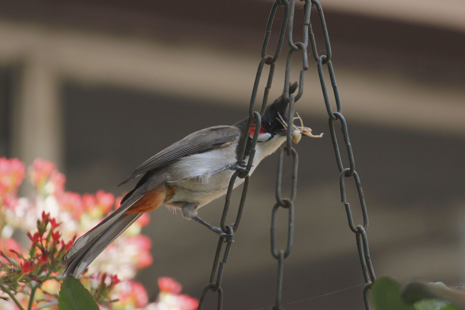 Canon EOS 600D (Rebel EOS T3i / EOS Kiss X5) sample photo. Birds, bird photography, nature photography