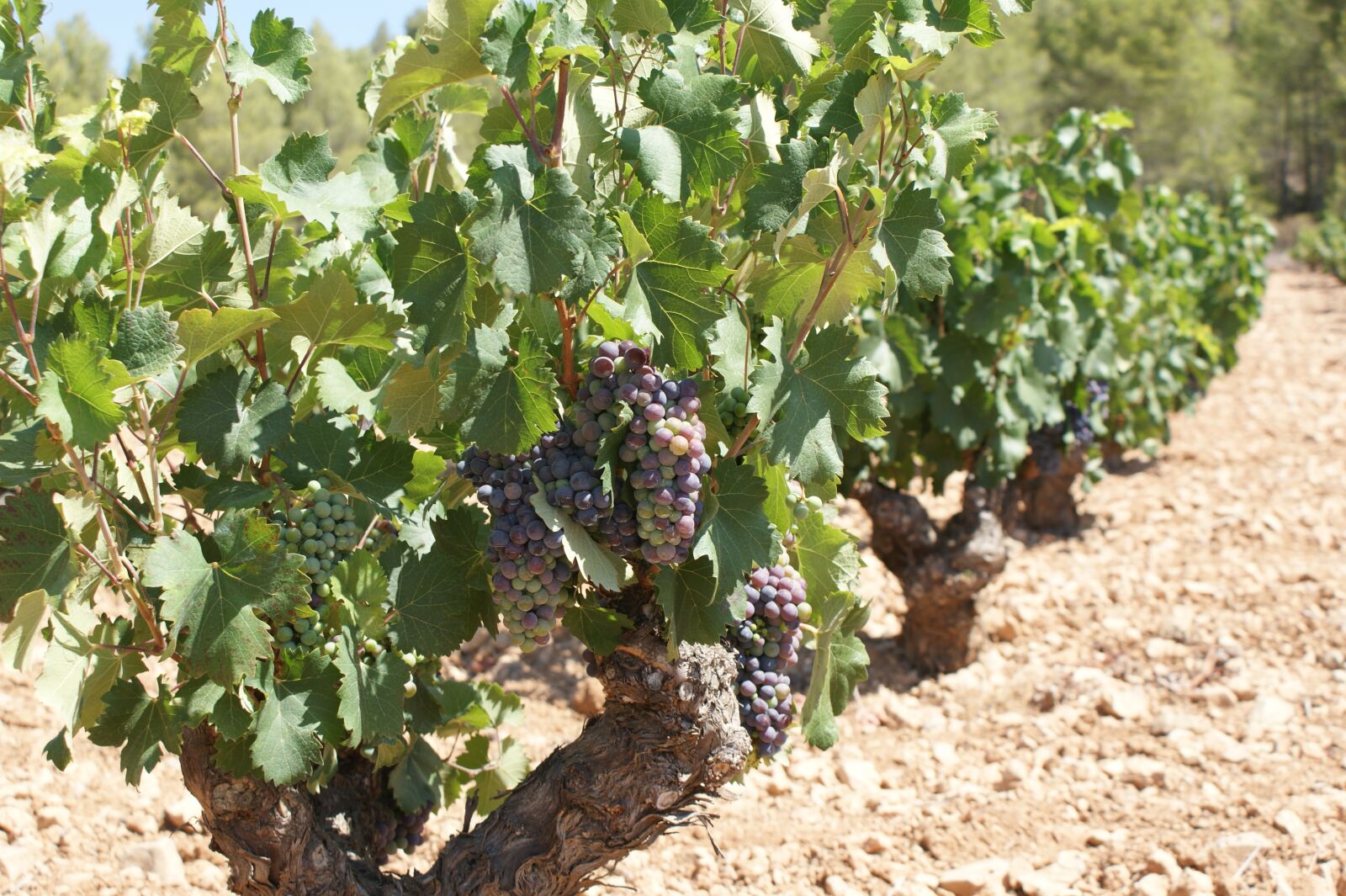 Sony Alpha DSLR-A350 sample photo. Strain, grapes, clusters photography