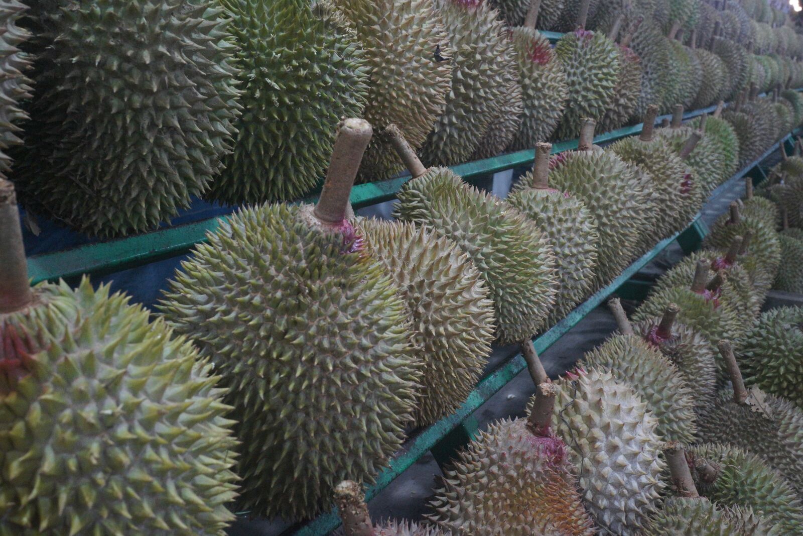 Sony Cyber-shot DSC-RX1R sample photo. Durian fruit, king of photography