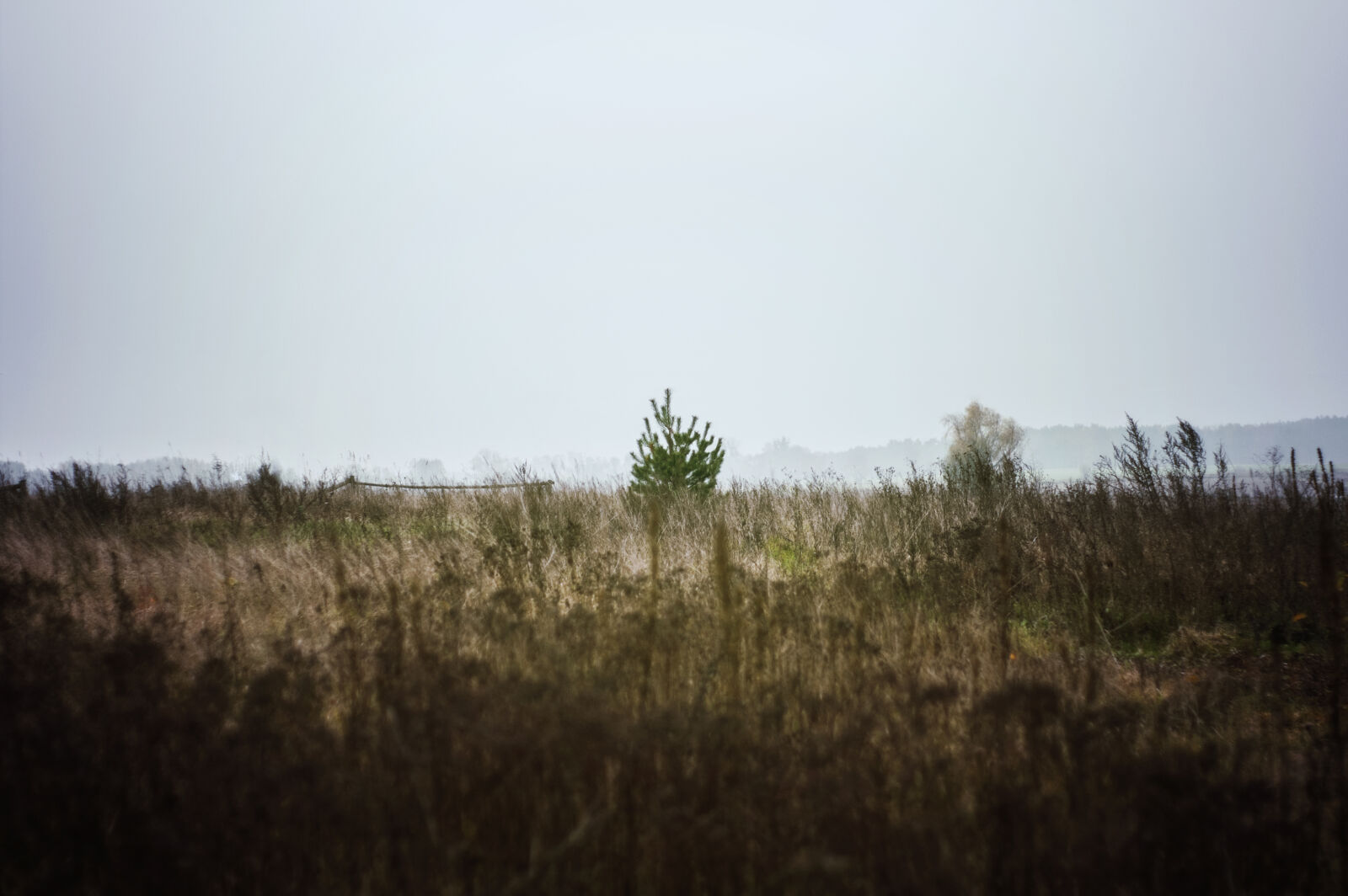 KONICA MINOLTA DYNAX 7D sample photo. Autumn, grassland, landscape, meadow photography