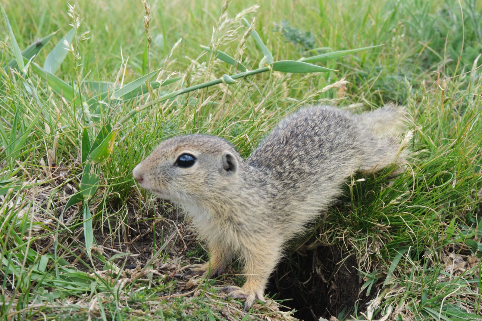 Fujifilm X-T30 sample photo. Squirrell, nature, animal photography
