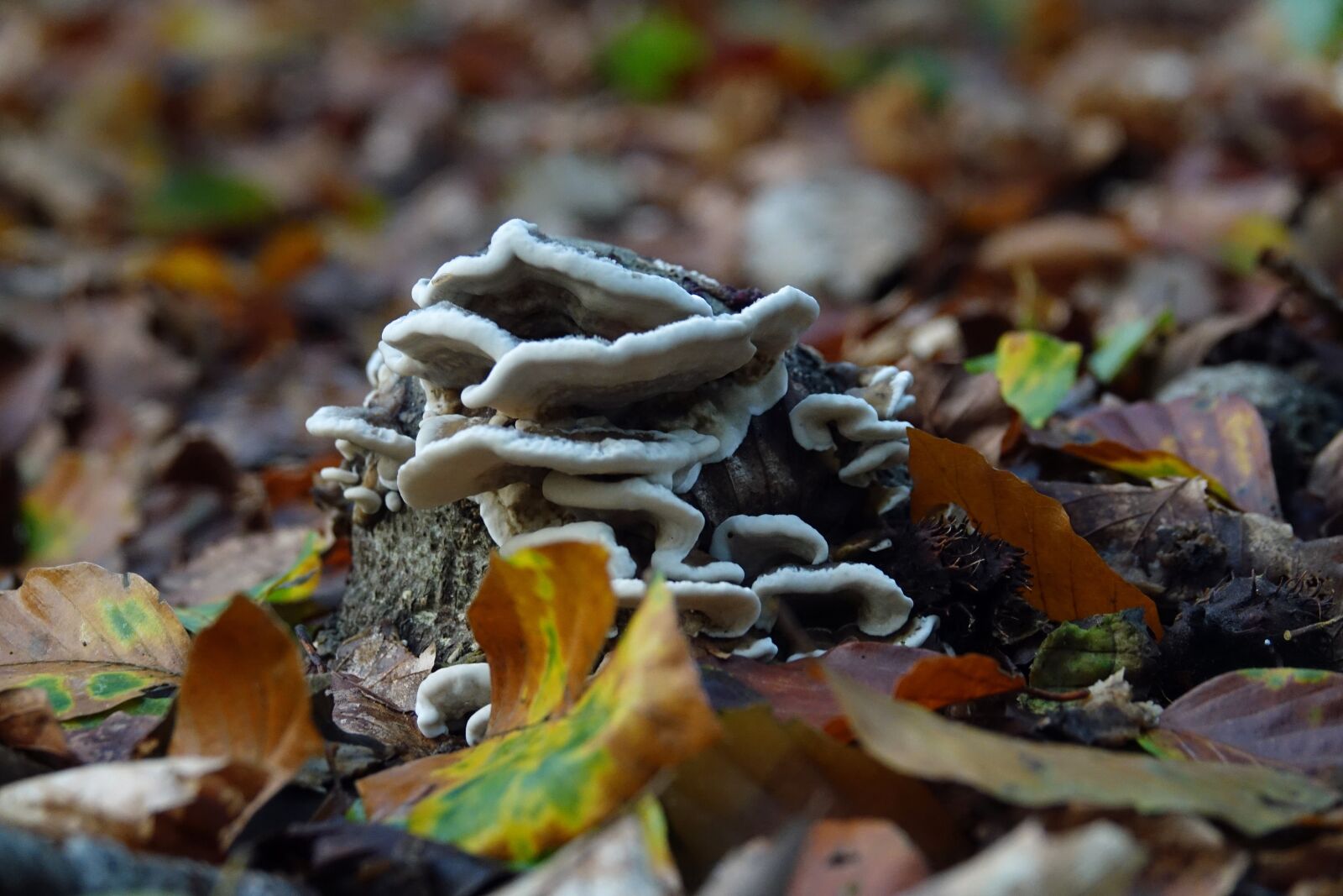 Sony Cyber-shot DSC-RX10 III sample photo. Mushrooms, mushroom, autumn photography