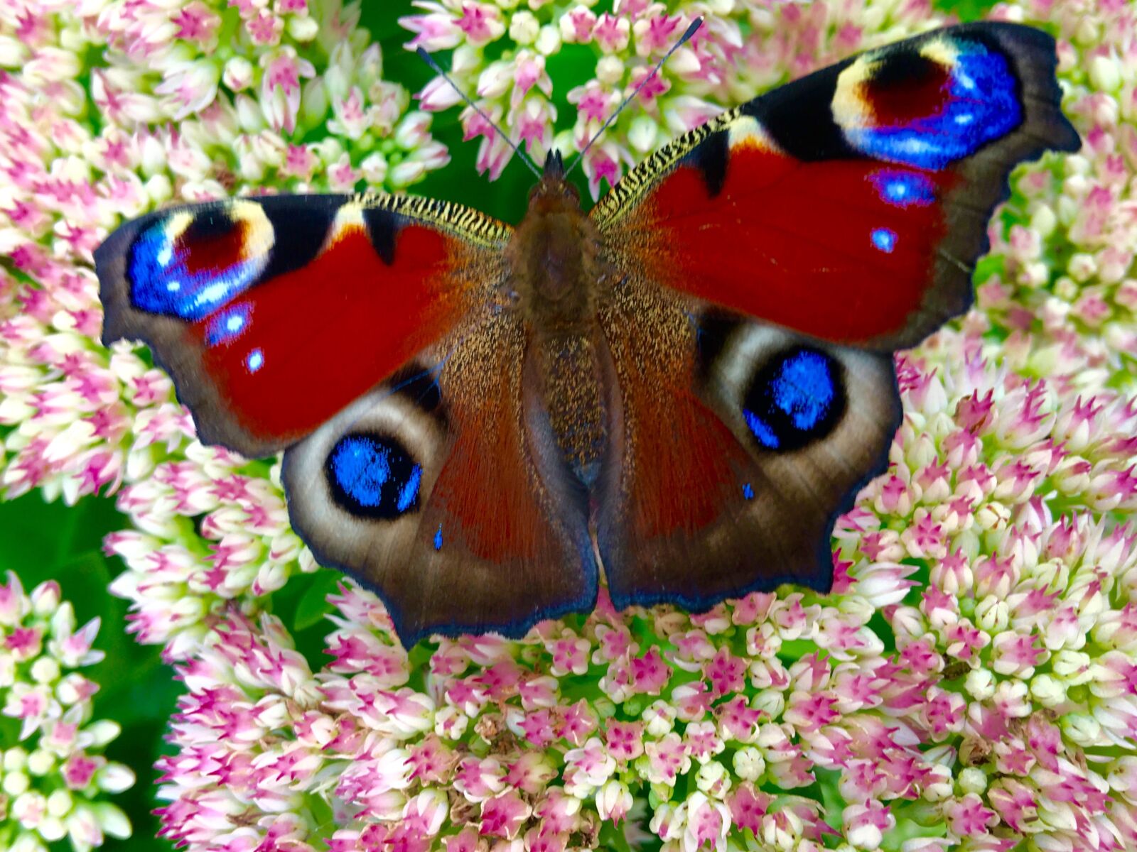 Apple iPhone 6s Plus sample photo. Butterfly, flowers photography