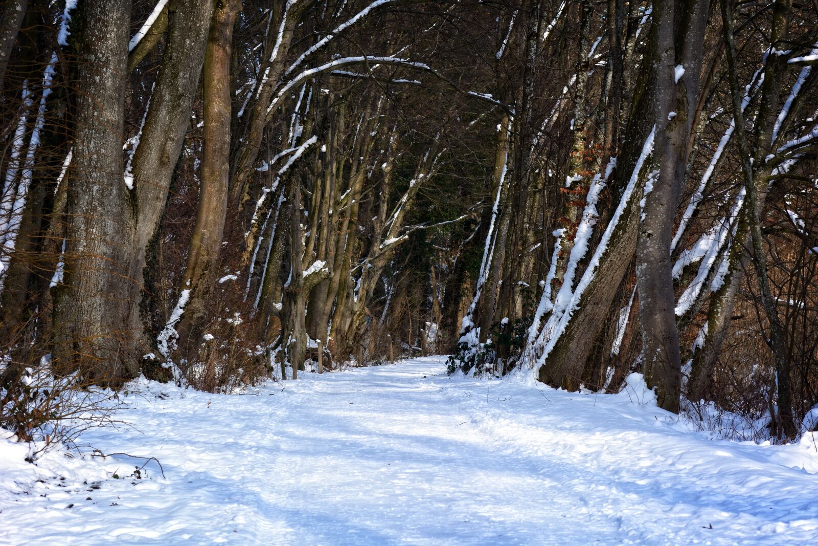 Nikon D7100 sample photo. Winter, snow, forest photography