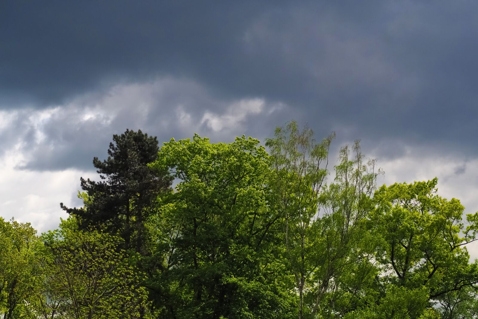 Olympus OM-D E-M10 sample photo. Nature, trees, landscape photography