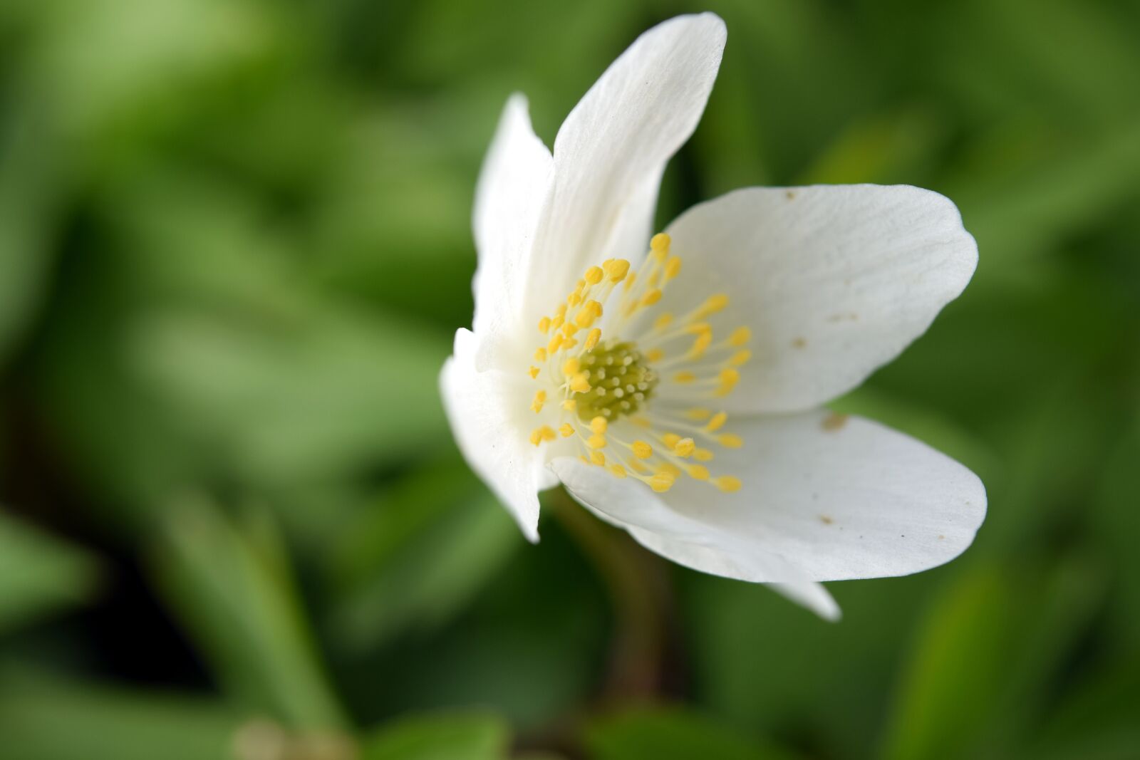 Nikon D5300 sample photo. Flower, macro, winter linge photography