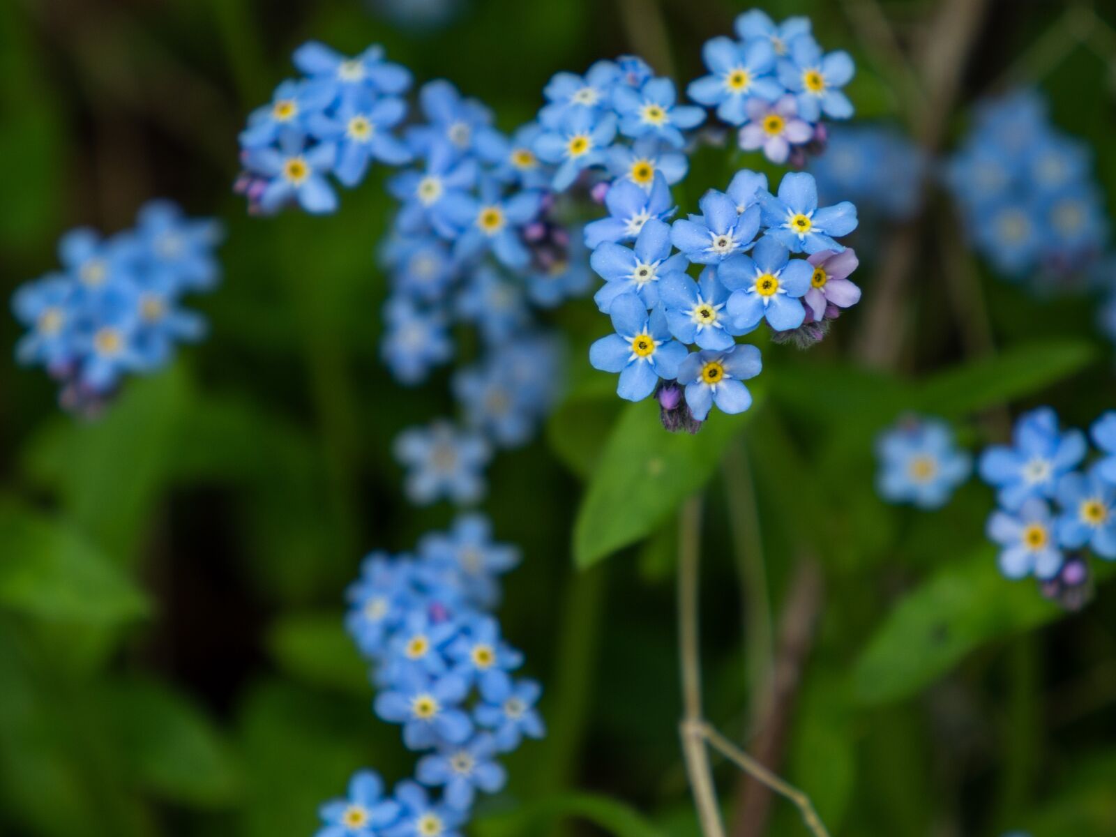 Olympus OM-D E-M10 III sample photo. Forget-me-not, retail, flower photography
