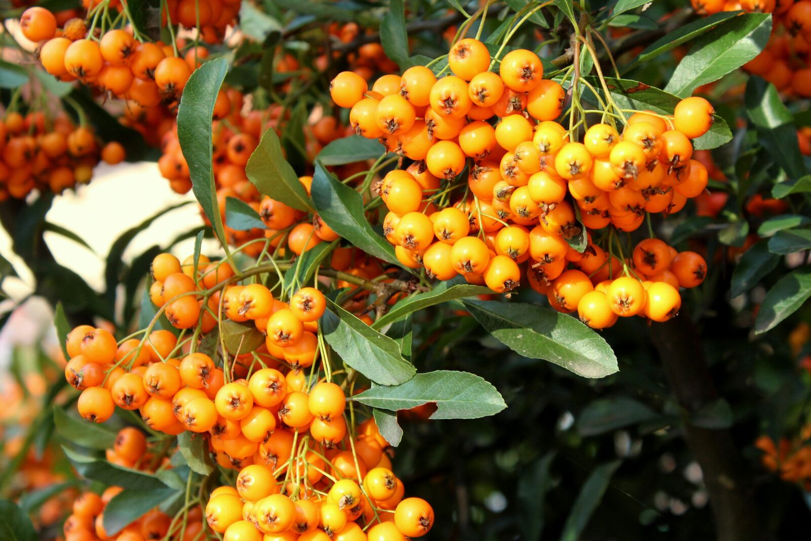 Canon EOS 1200D (EOS Rebel T5 / EOS Kiss X70 / EOS Hi) sample photo. Scarlet light, bush, dashing photography