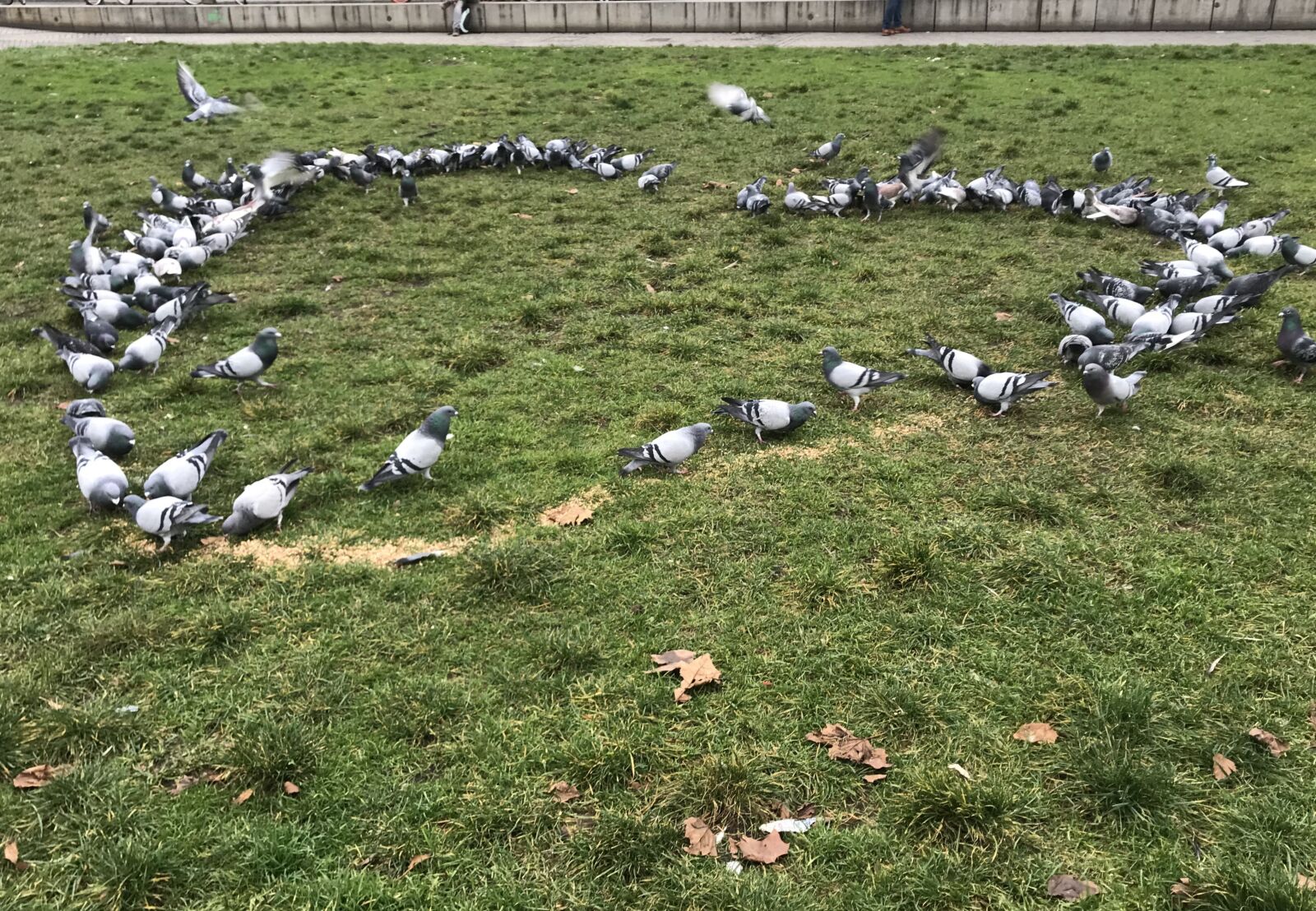iPhone 7 back camera 3.99mm f/1.8 sample photo. Pigeons, heart, harmony photography