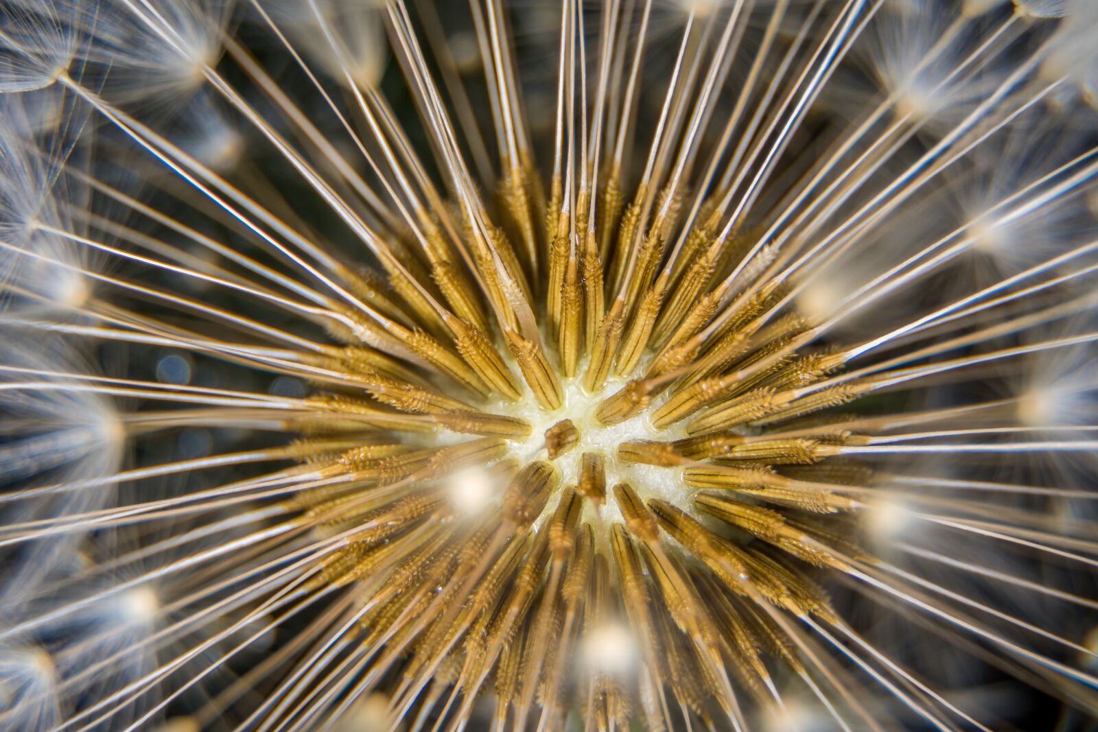 Nikon D7200 sample photo. Dandelion, macro, close up photography