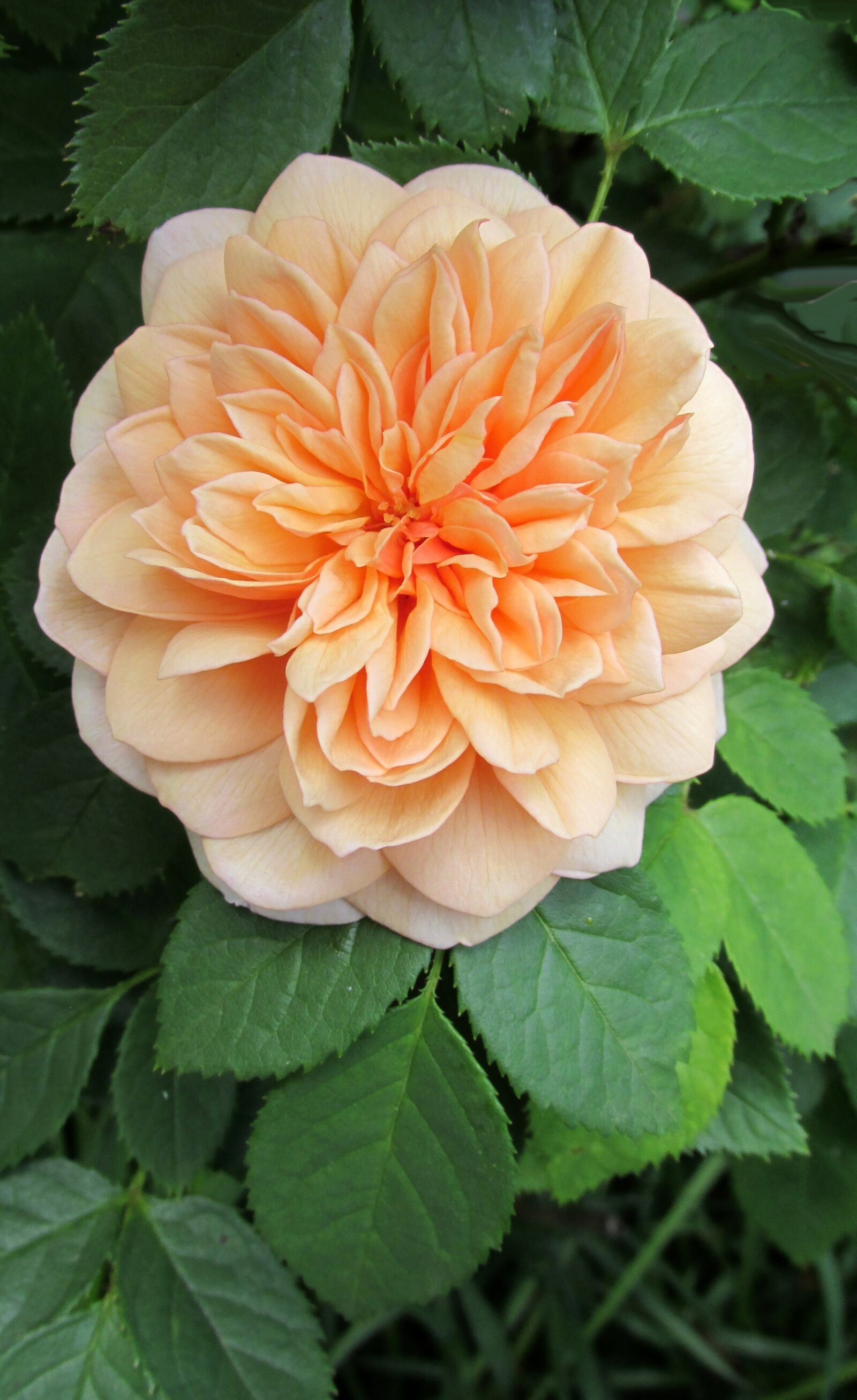 Canon PowerShot SX170 IS sample photo. Orange, flower, rose photography