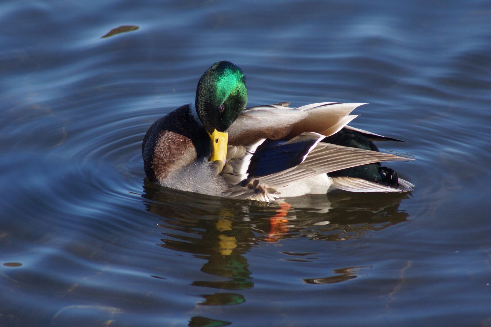 Sony SLT-A77 sample photo. Mallard duck, preening, feathers photography