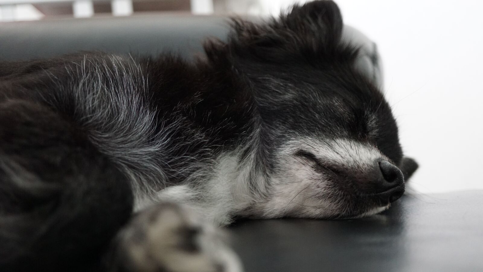 Sony a6000 sample photo. Chihuahua, sleeping, on the photography
