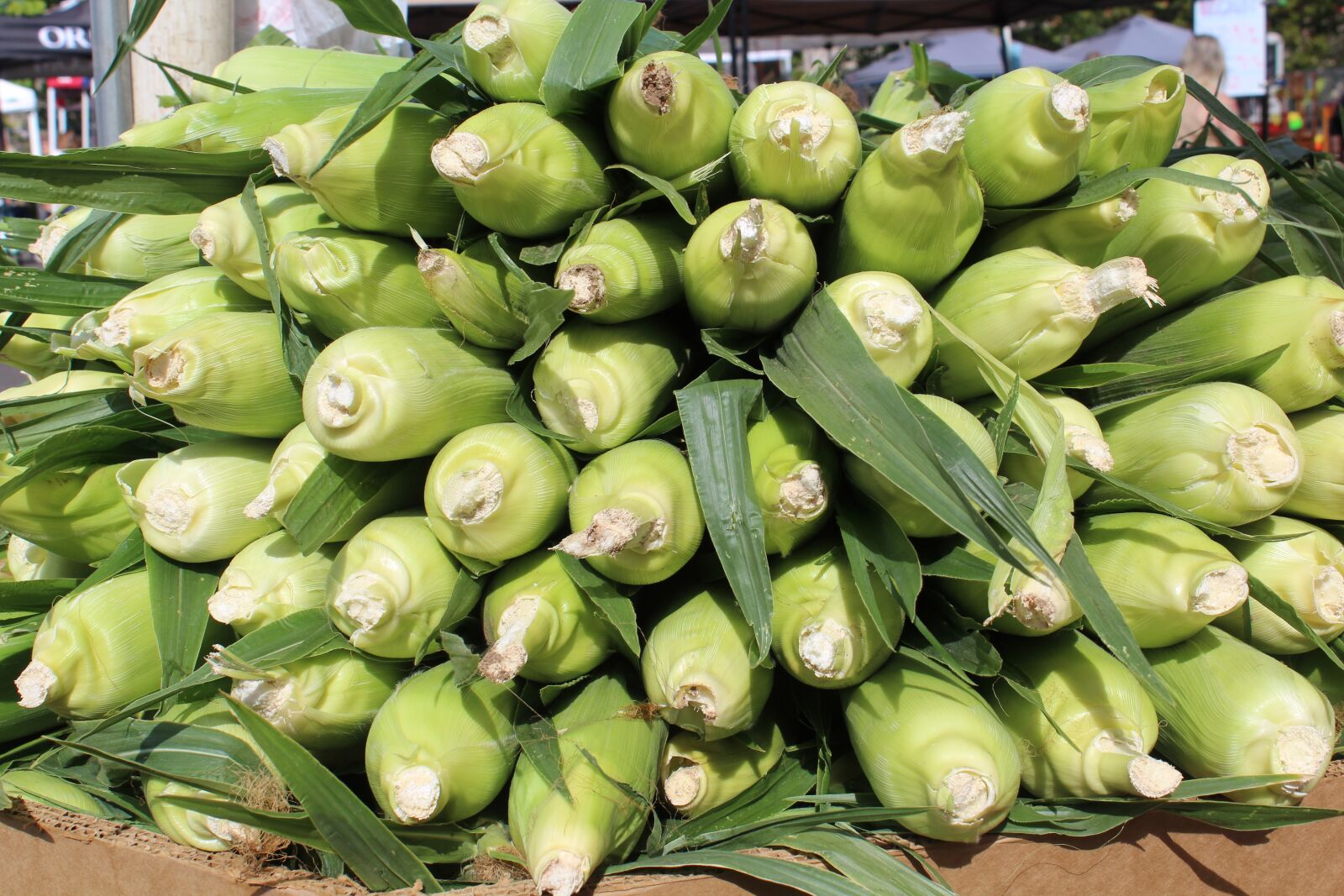 Canon EOS 600D (Rebel EOS T3i / EOS Kiss X5) sample photo. Farmers market, corn, food photography