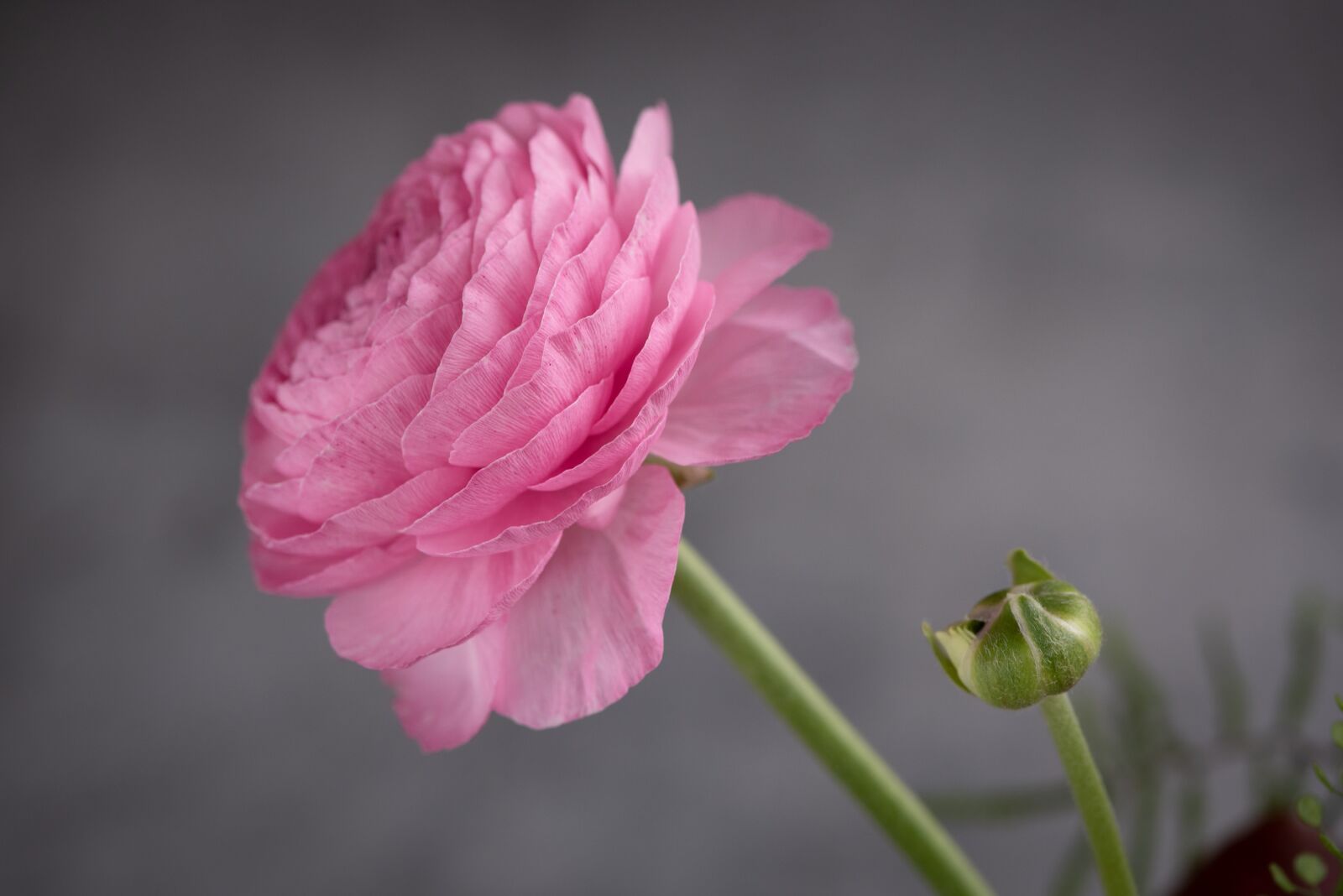 Nikon D750 sample photo. Ranunculus, flower, blossom photography