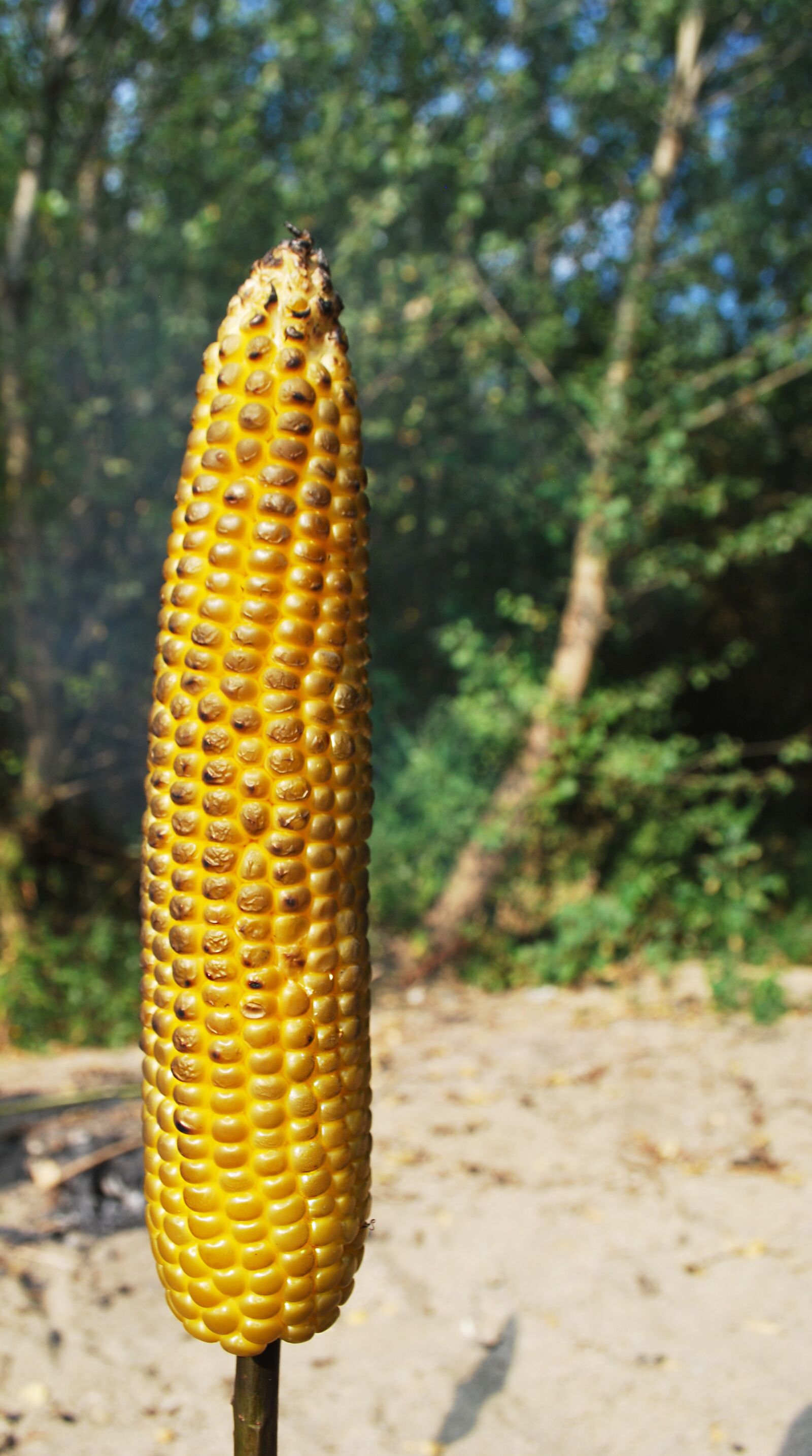 Nikon D60 sample photo. Roasted corn, nature, stick photography