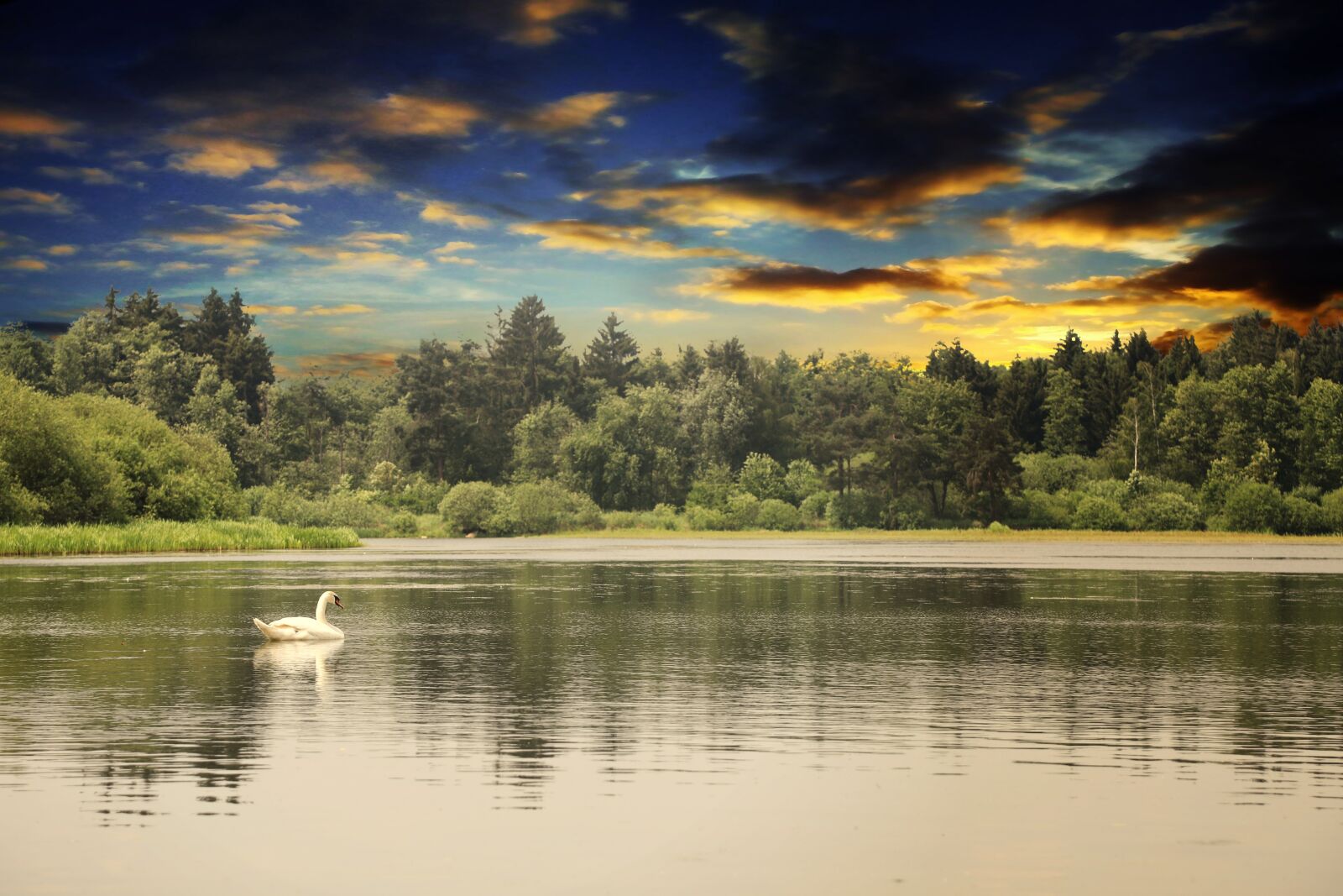 Canon EOS 5D Mark IV sample photo. Swan, water, animal photography