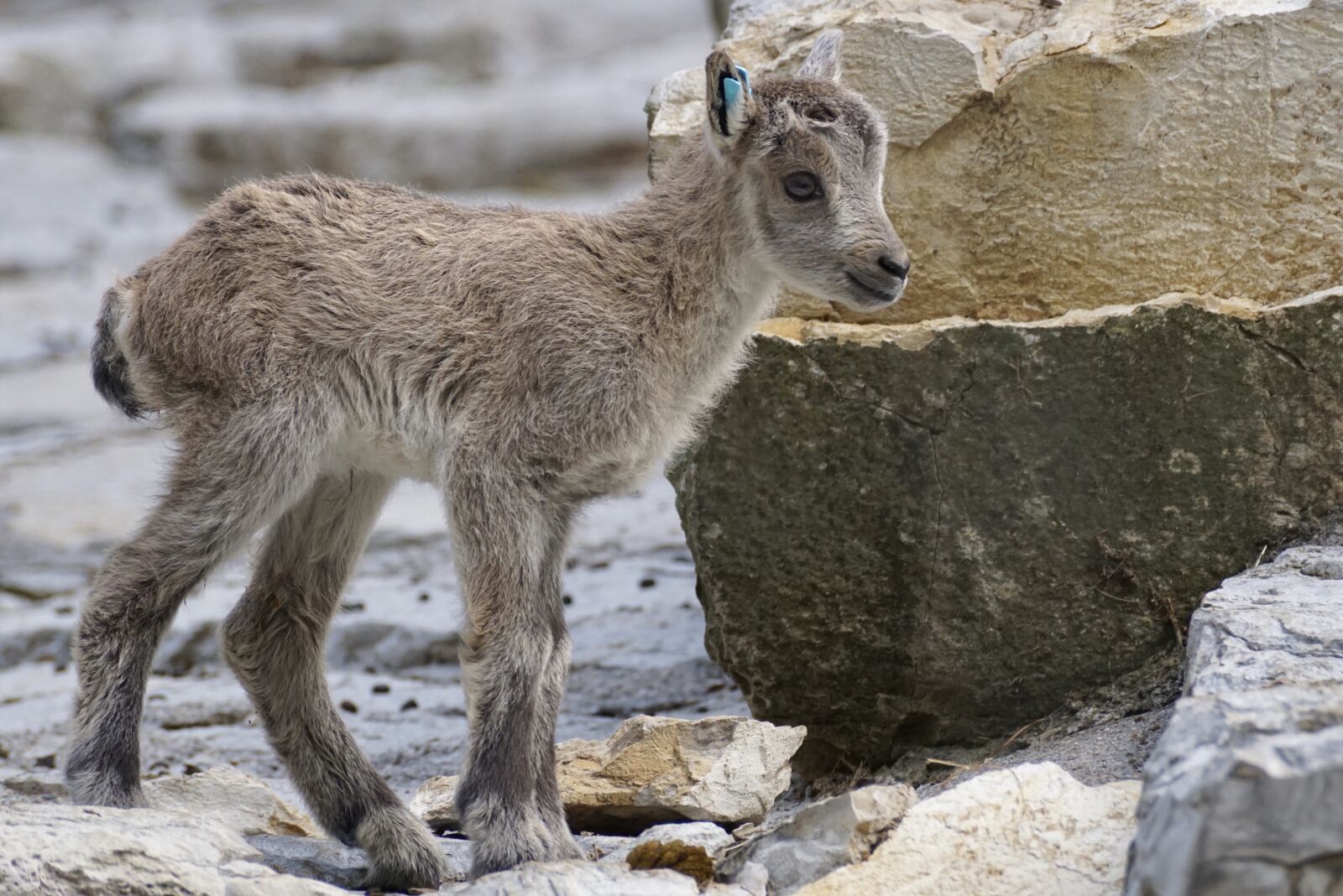Sony DT 55-300mm F4.5-5.6 SAM sample photo. Capricorn, kitz, young photography
