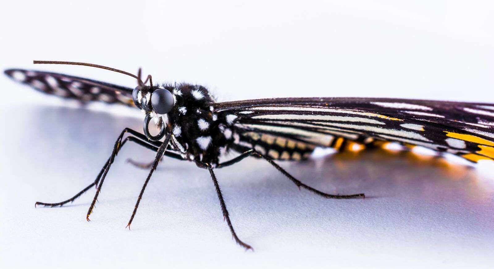 Nikon D5200 sample photo. Butterfly, insect, close up photography