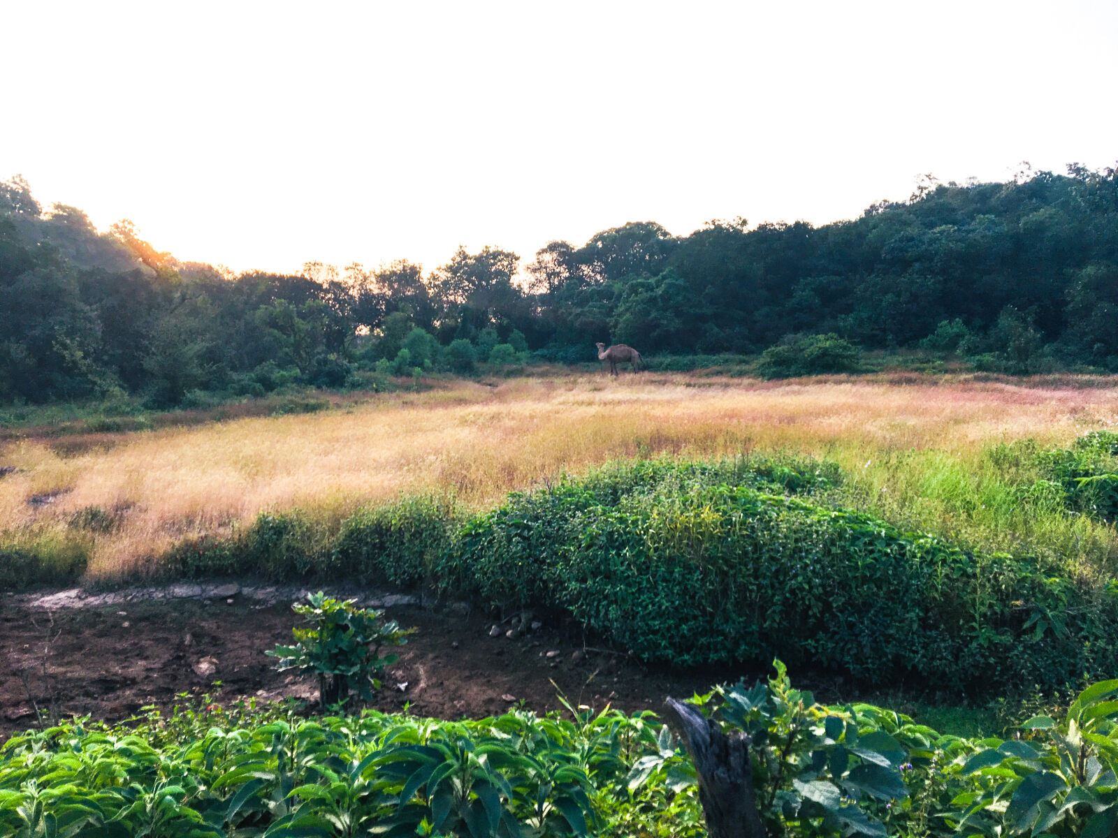 iPhone 6s back camera 4.15mm f/2.2 sample photo. Camel, nature photography