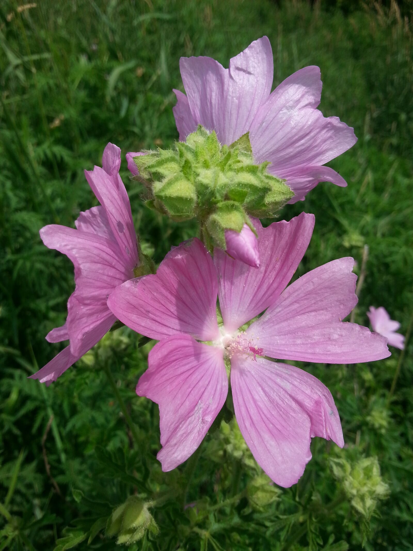 Samsung Galaxy S3 sample photo. Wild flowers, nature, beautiful photography